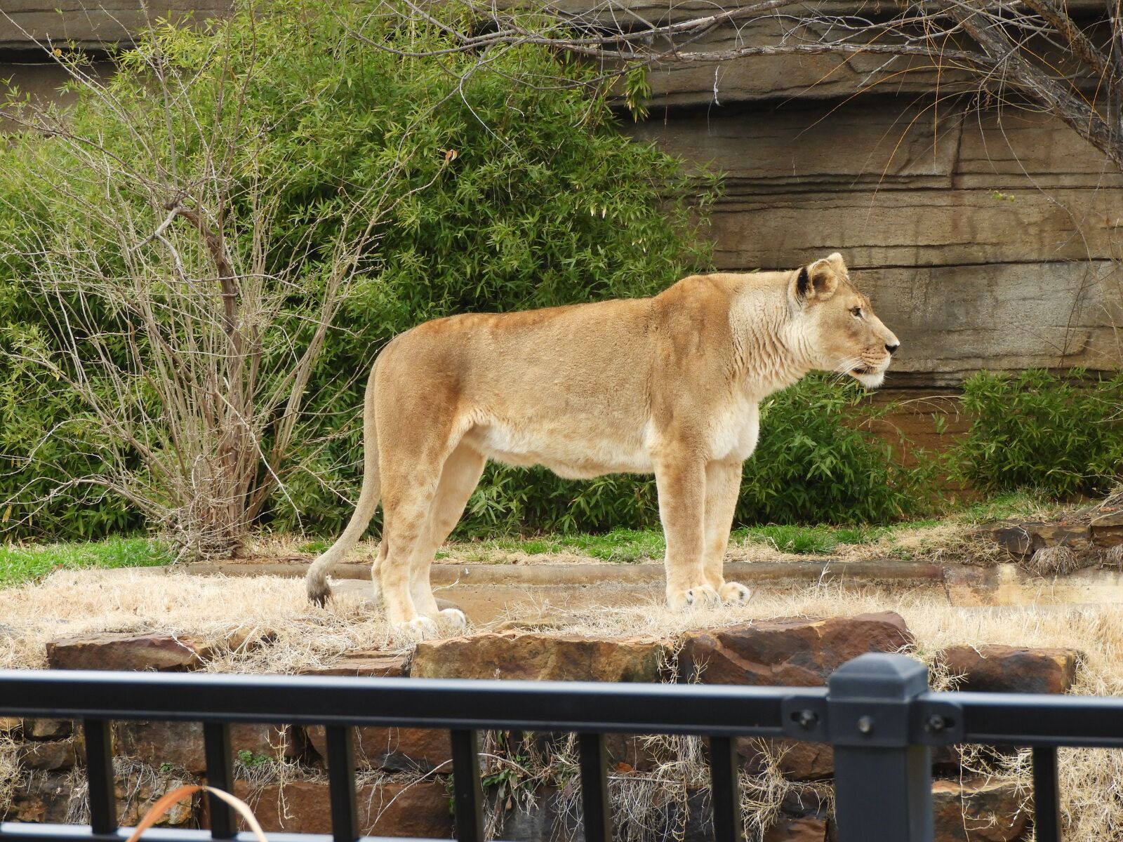 Nikon Coolpix B700 sample photo. Lioness, standing, zoo photography