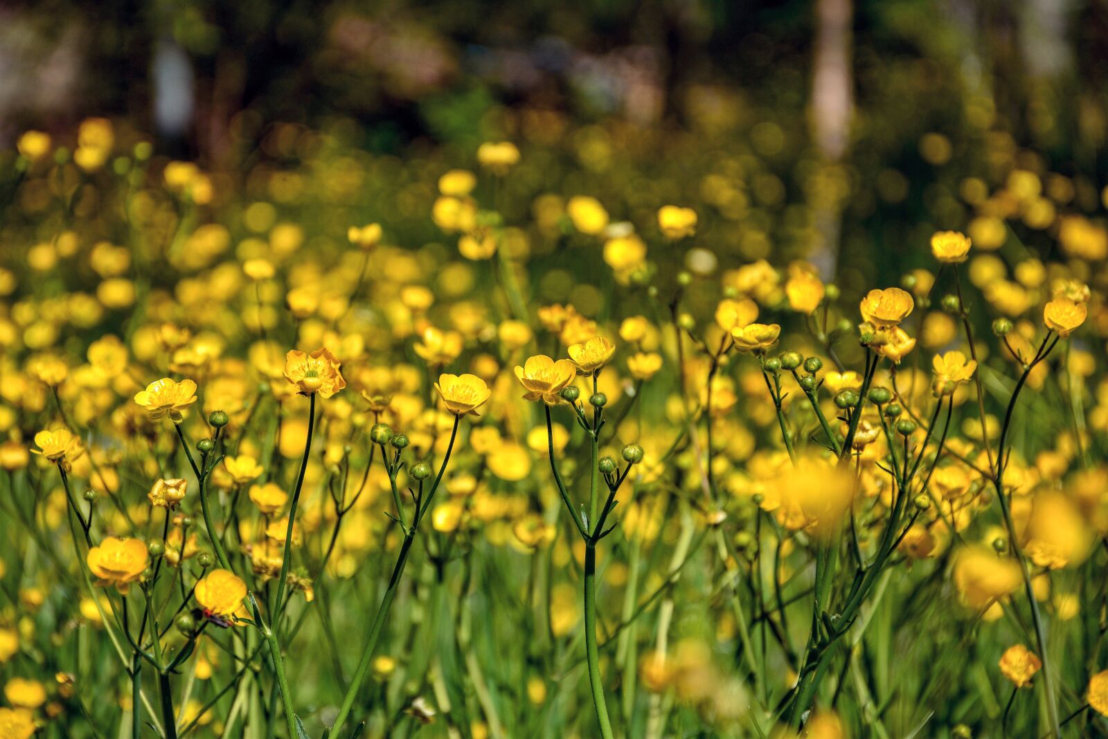 Nikon D7100 sample photo. Flower, plant, nature photography
