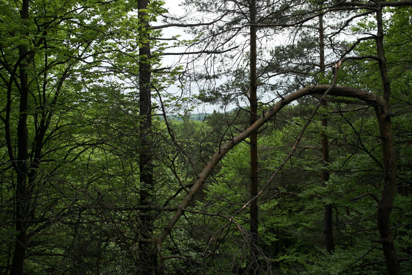 Samsung NX1000 sample photo. Forest, walk in the photography