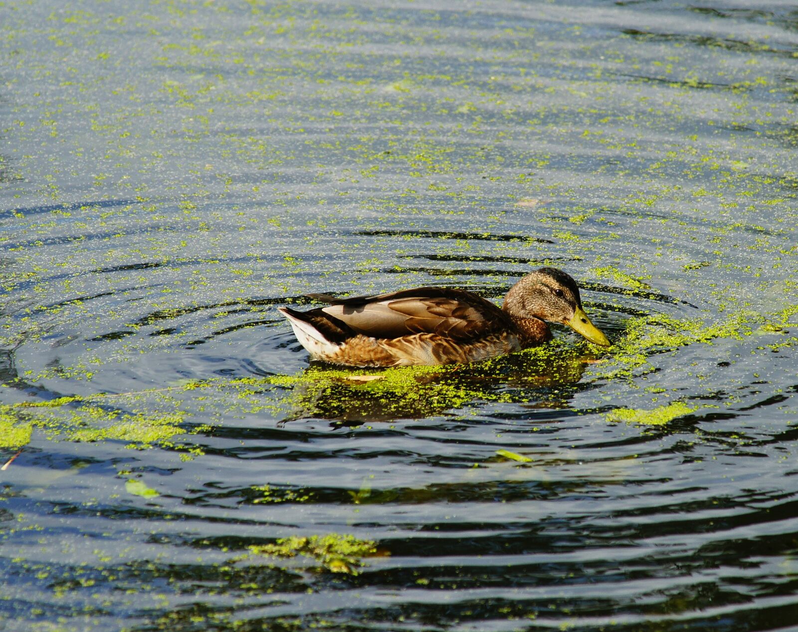 Sony Alpha DSLR-A900 sample photo. Duck, water bird, female photography