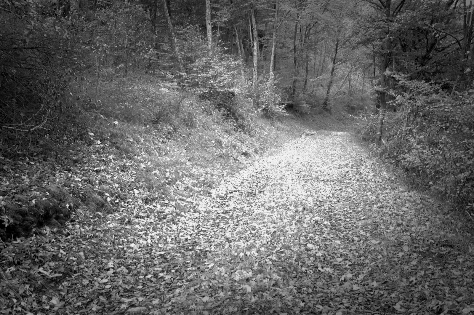 Nikon D2X sample photo. Beech, fagus, silvatica photography