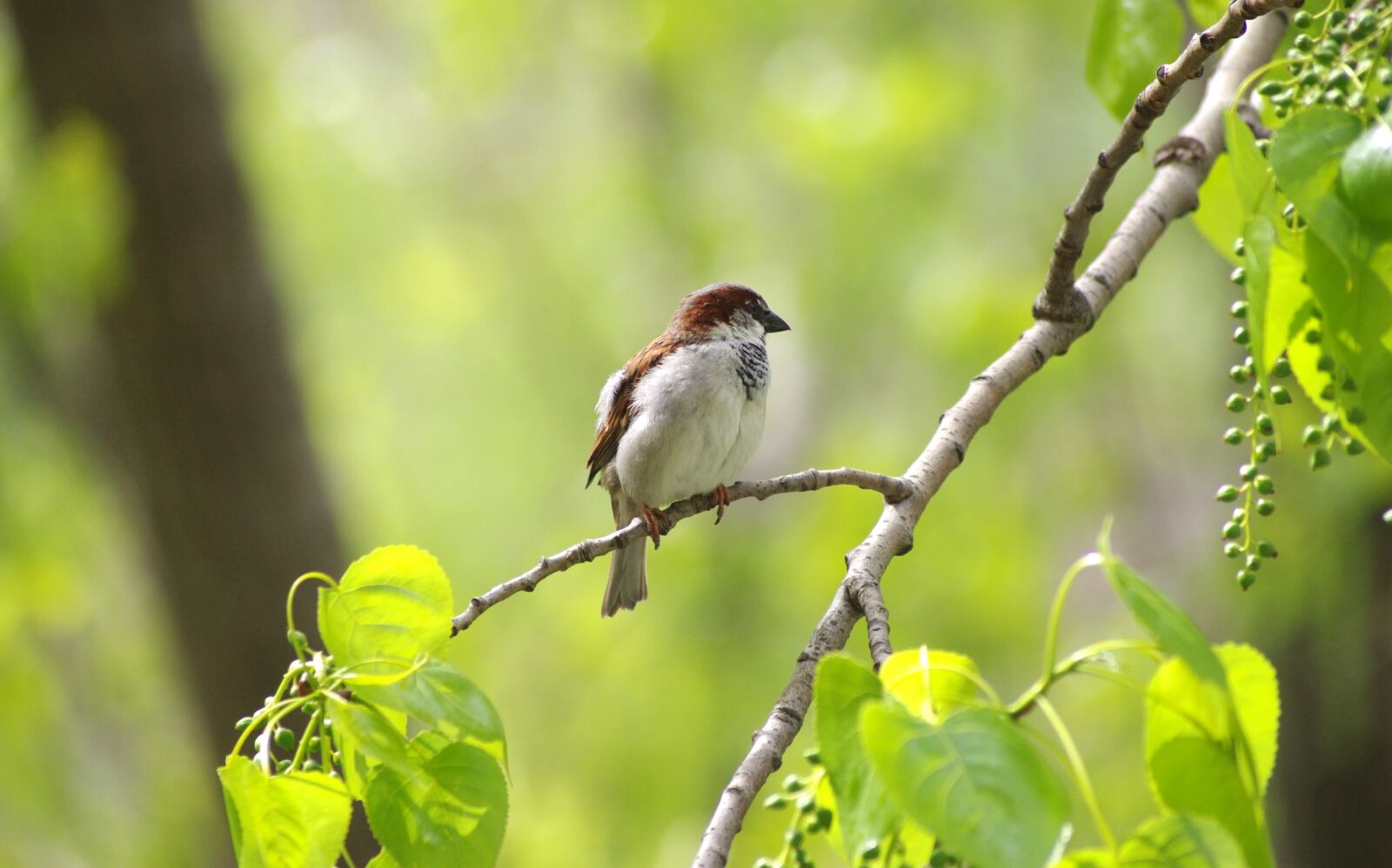 Pentax K-x sample photo. Sparrow, sperling, bird photography