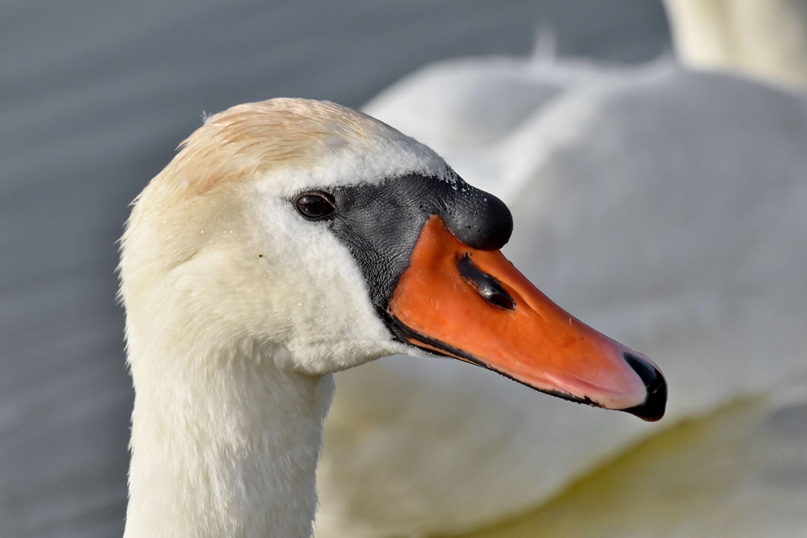 Nikon D5500 sample photo. Head, looking, swan, waterfowl photography