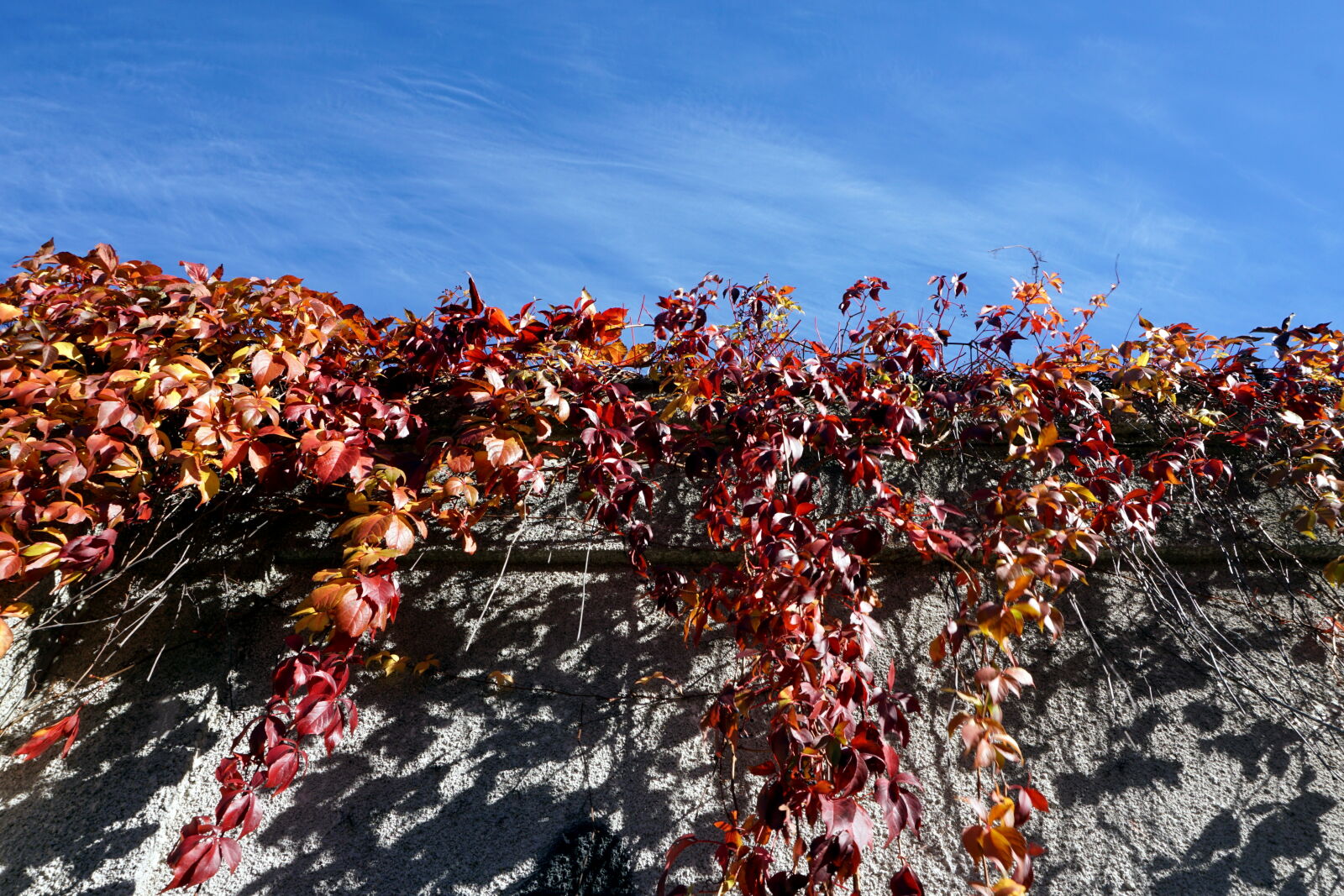 Sony a6000 sample photo. Ivy, outdoor, sky, wall photography