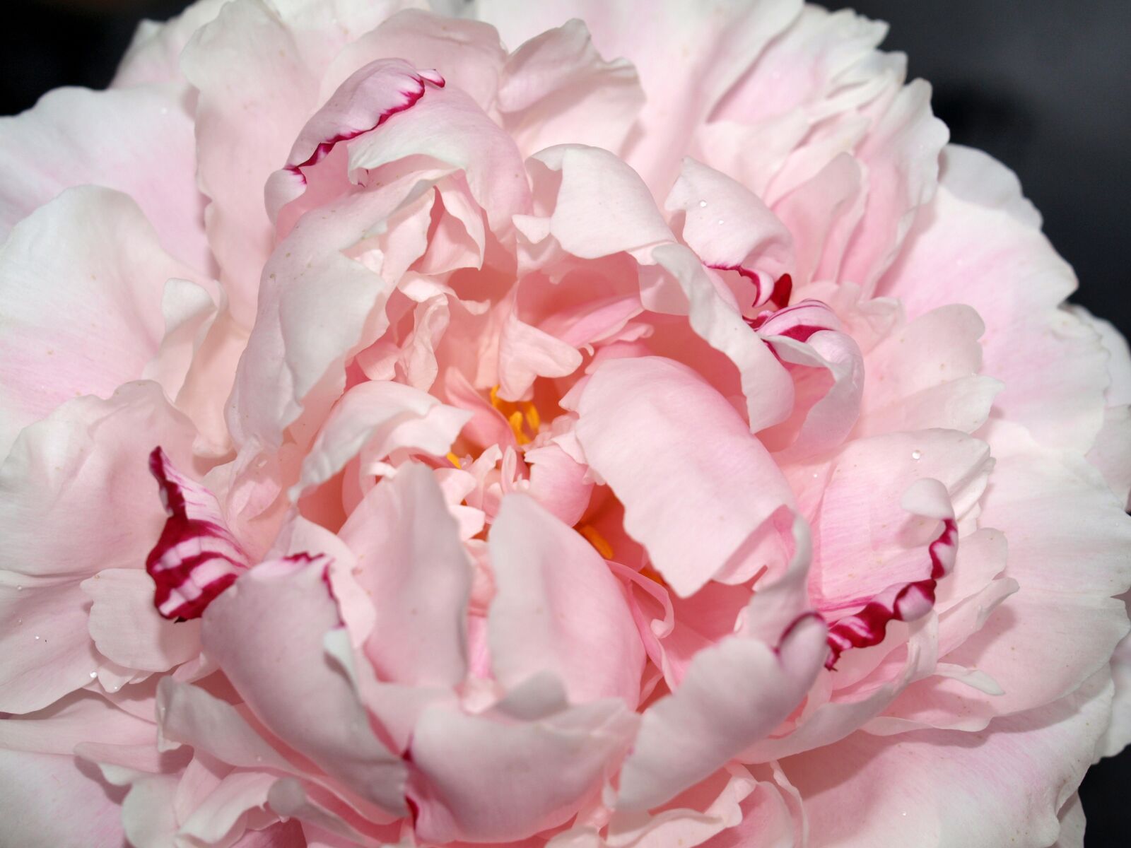 Olympus E-520 (EVOLT E-520) sample photo. Peony, flower, bloom photography