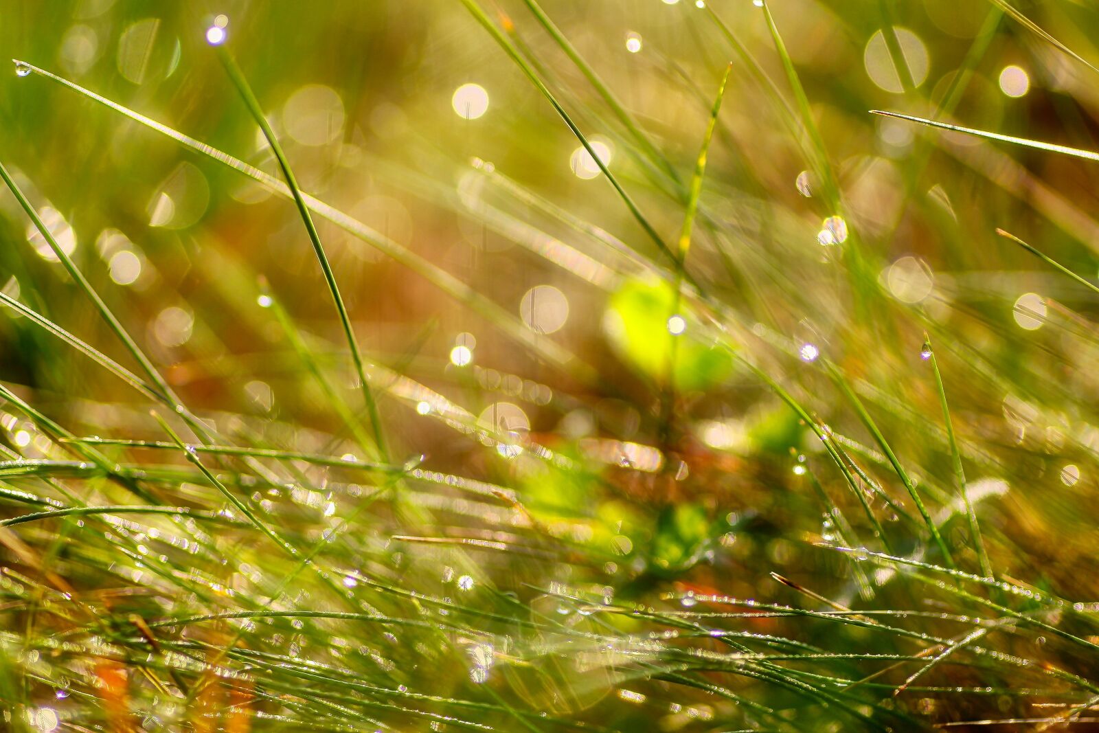 Tamron SP 90mm F2.8 Di VC USD 1:1 Macro sample photo. Grass, dew, bokeh photography