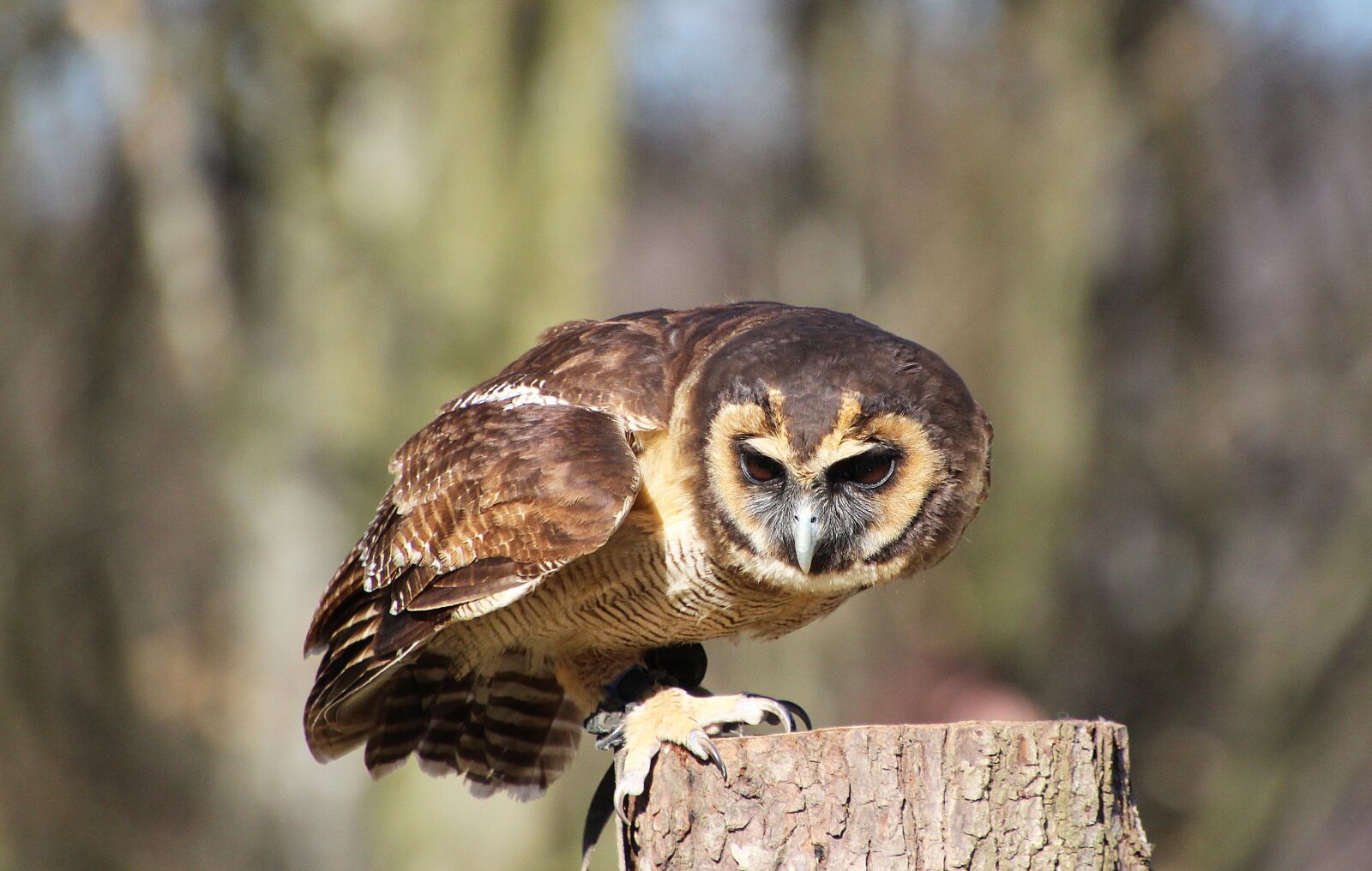 Canon EOS 700D (EOS Rebel T5i / EOS Kiss X7i) sample photo. Owl, bird, nature photography