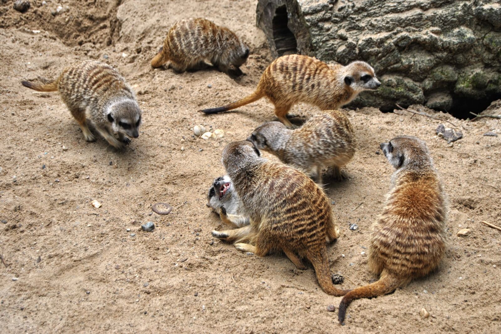 Nikon D3000 sample photo. Meerkat, log, animal photography
