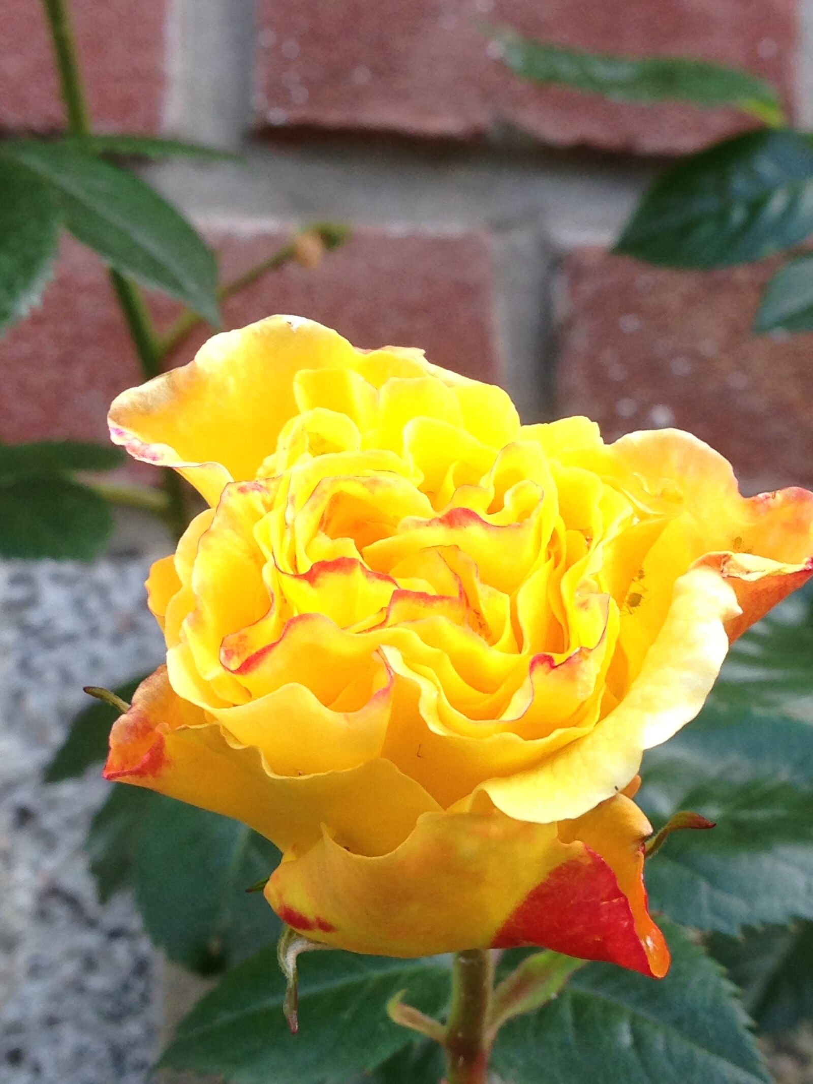 iPhone 5 back camera 4.12mm f/2.4 sample photo. Yellow roses, flower, bloom photography