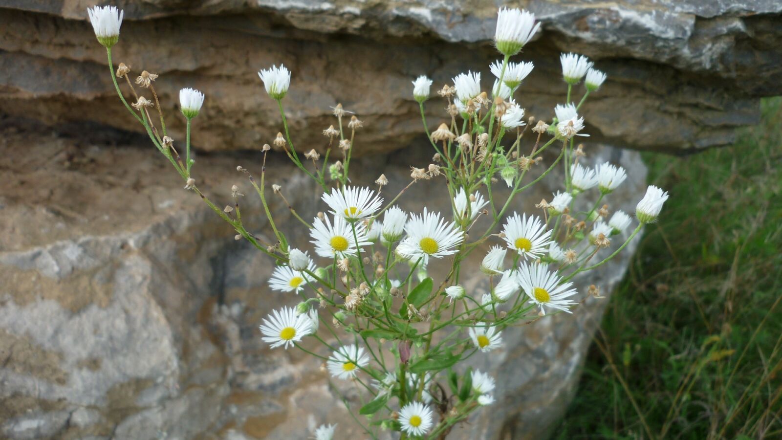 Panasonic Lumix DMC-FS6 sample photo. Mountain aster, wild flower photography