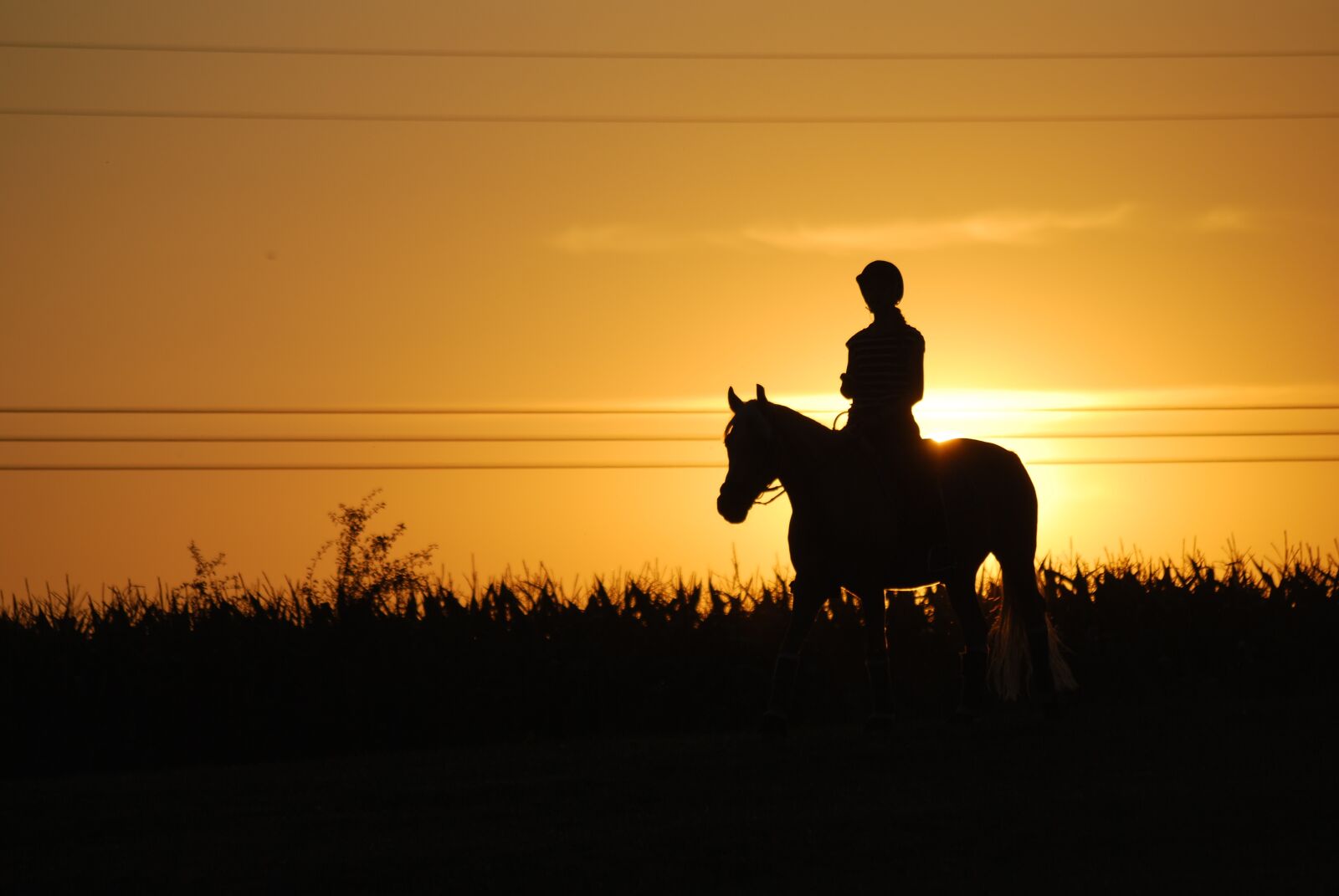 Nikon D60 sample photo. Horseback riding, sunset, horse photography