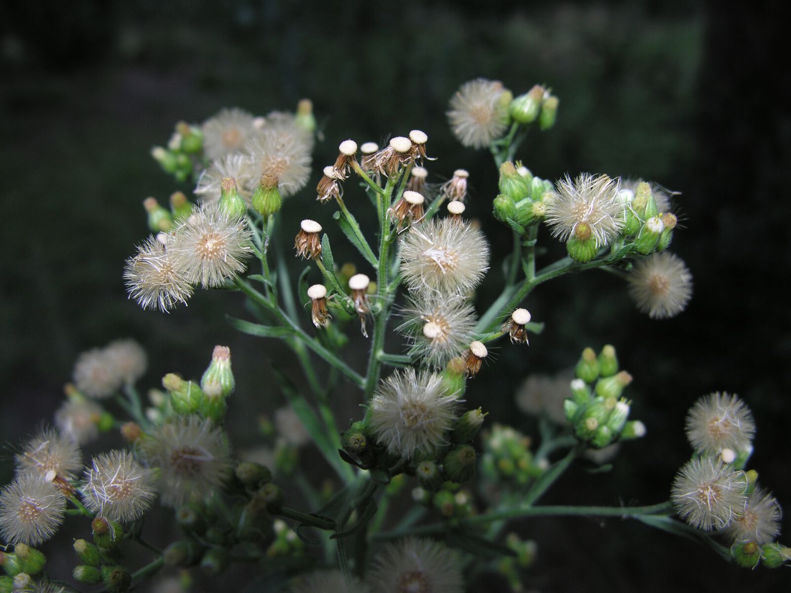 Nikon E8800 sample photo. Flower, plant, green photography