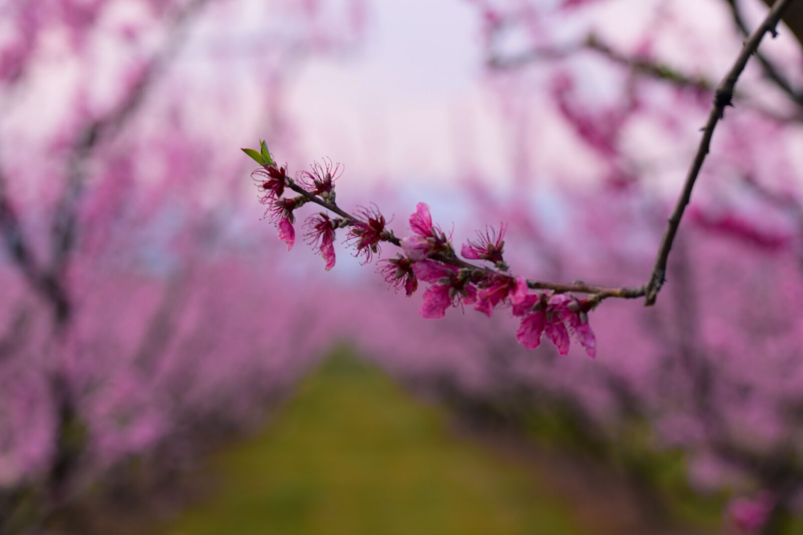 Nikon D5300 sample photo. Blossom, tree, spring photography