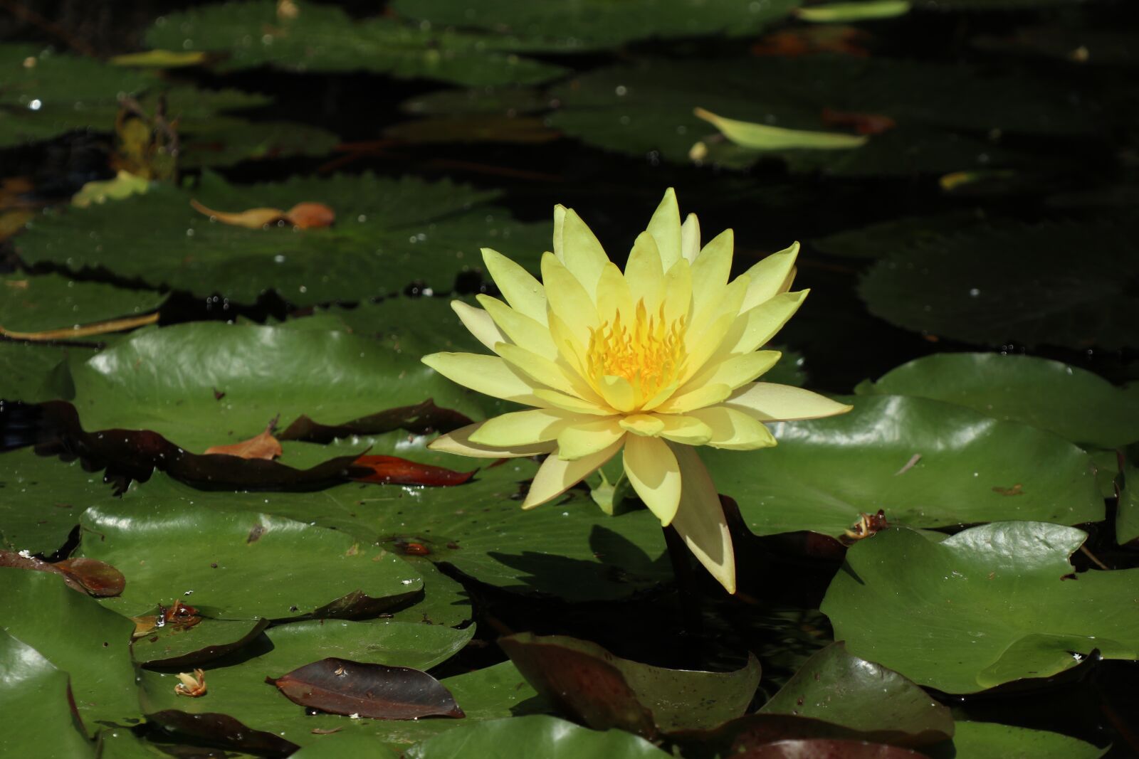 Canon EF-M 18-150mm F3.5-6.3 IS STM sample photo. Bright yellow flower, golden photography