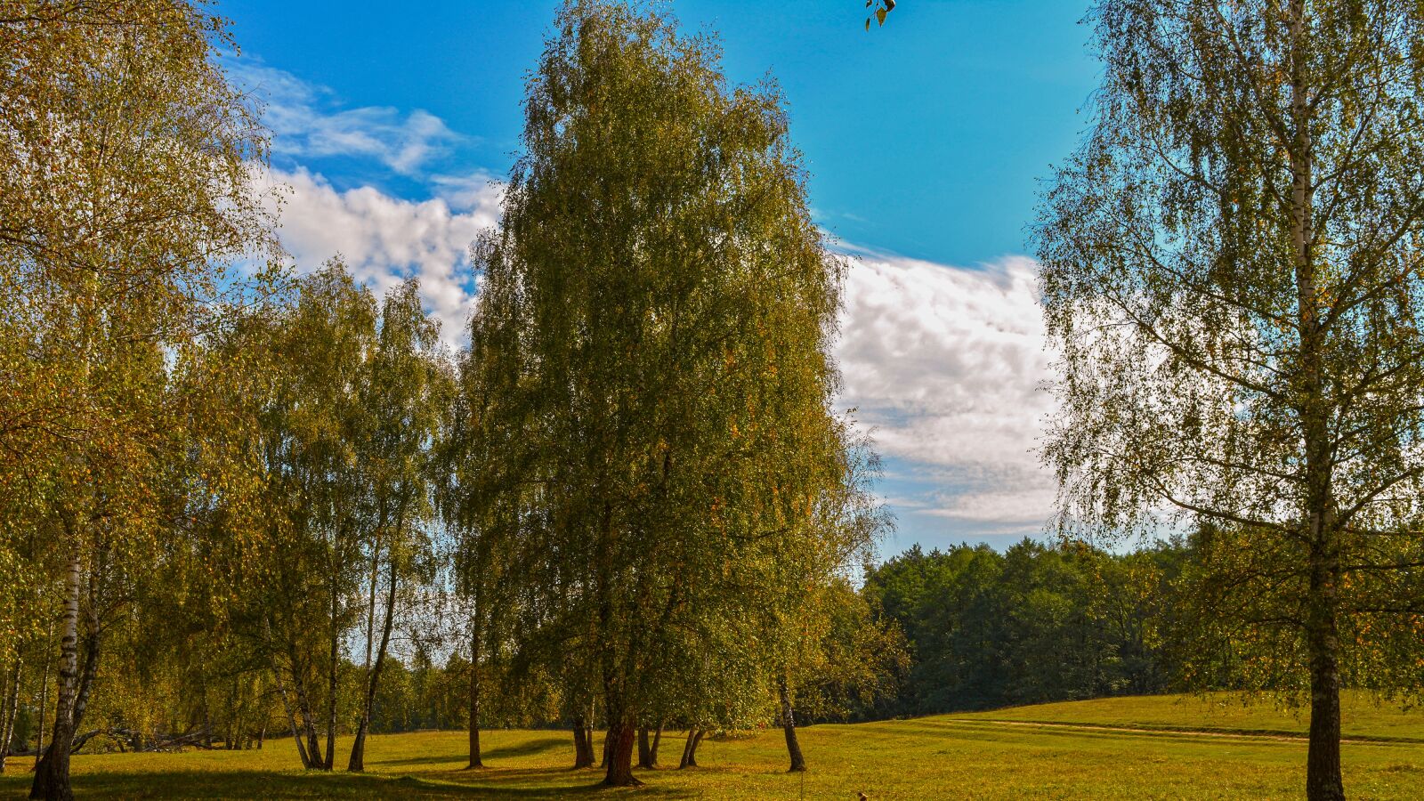 Nikon D5200 sample photo. Nature, park, trees photography
