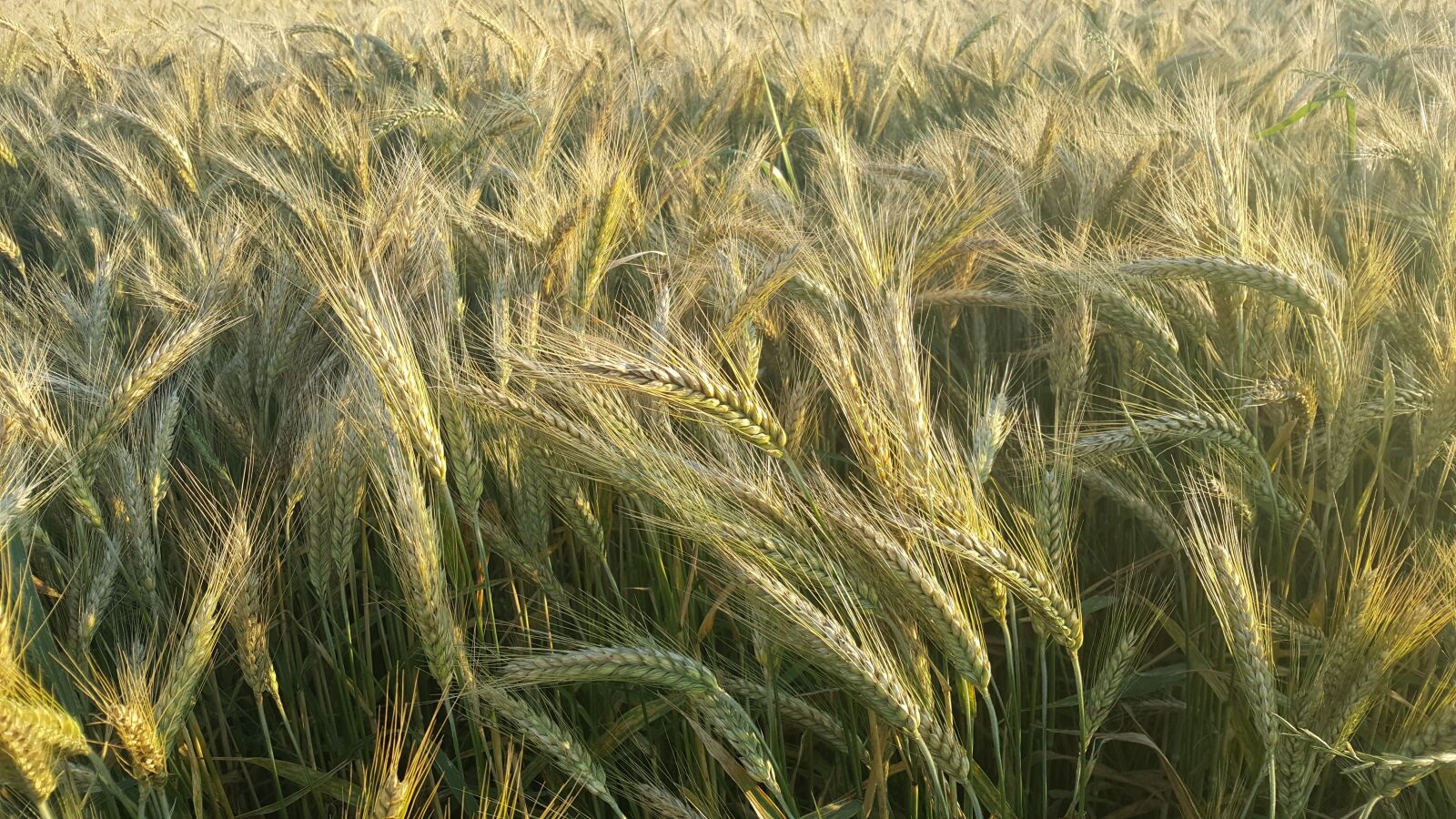 Samsung Galaxy S6 sample photo. Corn, summer, harvest photography
