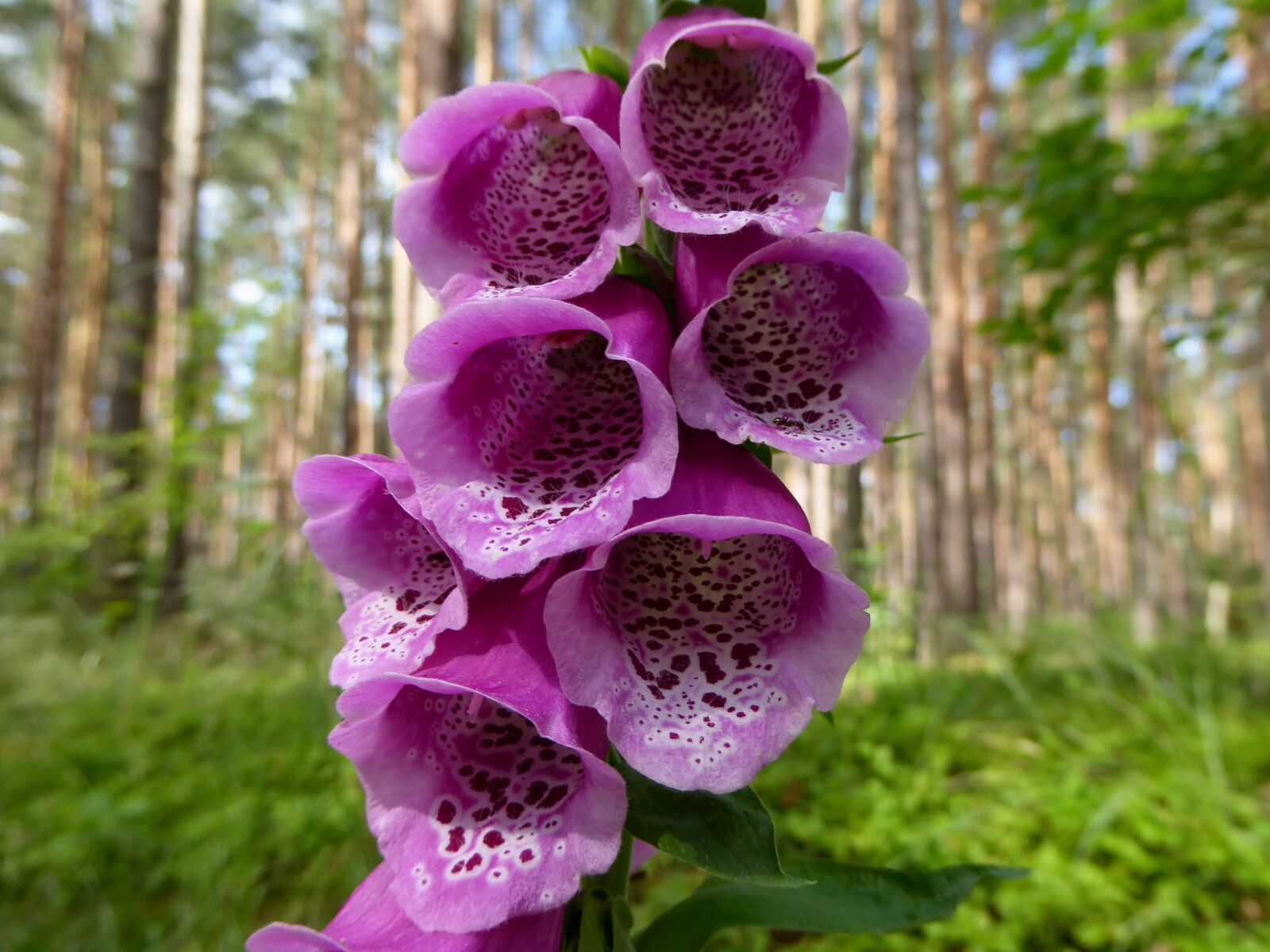 Panasonic DMC-TZ61 sample photo. Thimble, plant, nature photography