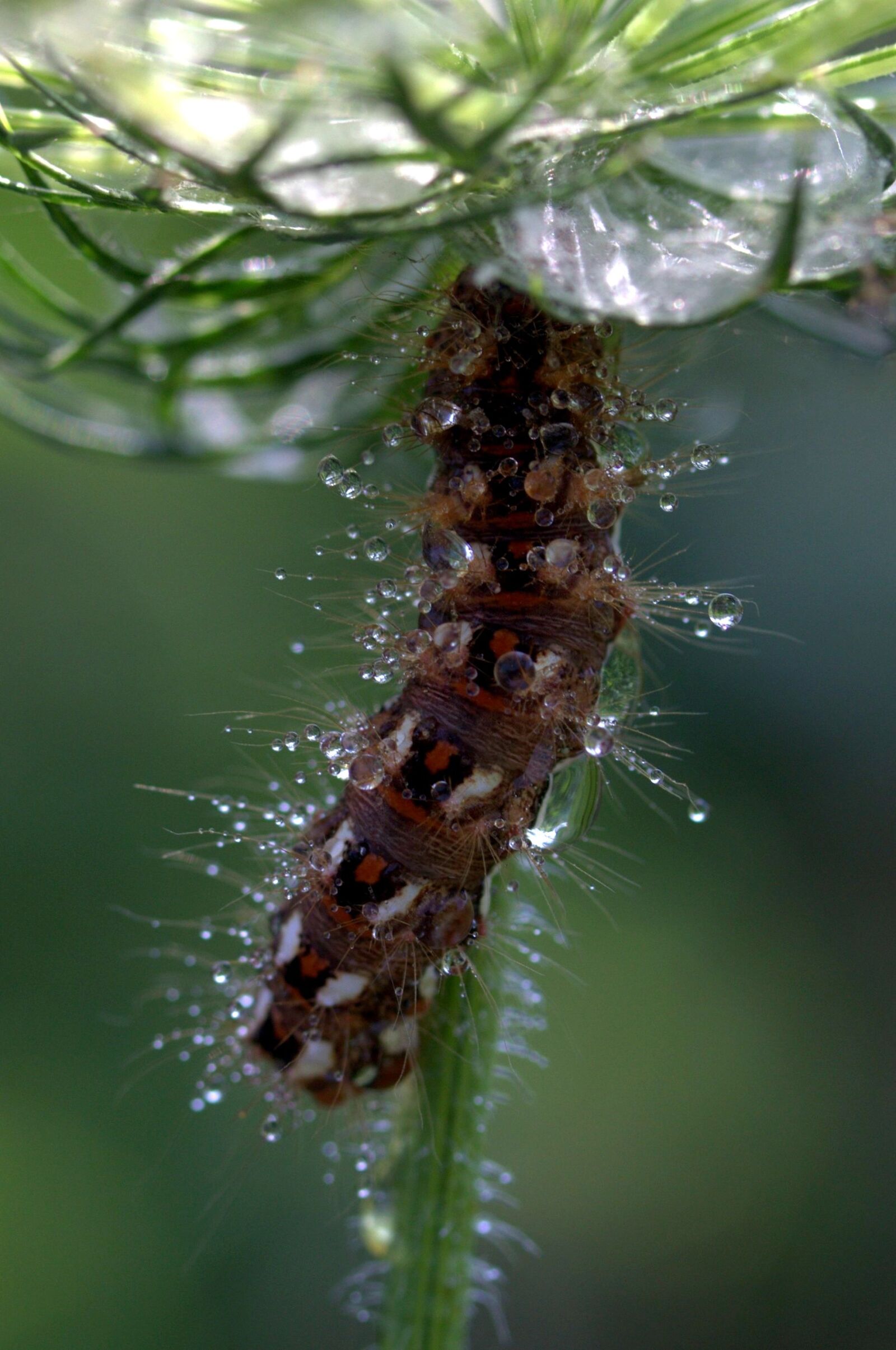 Canon EF-S 60mm F2.8 Macro USM sample photo. Caterpillar, the larva, wet photography