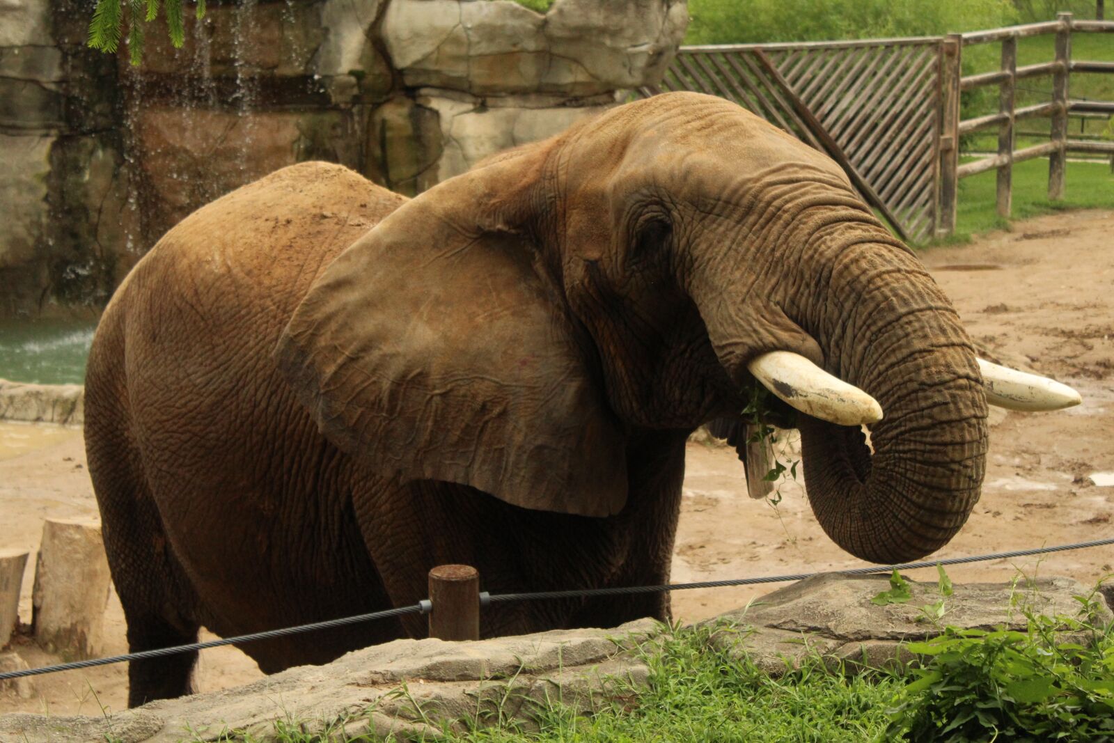Canon EOS 1200D (EOS Rebel T5 / EOS Kiss X70 / EOS Hi) sample photo. Elephant, trunk, feed photography