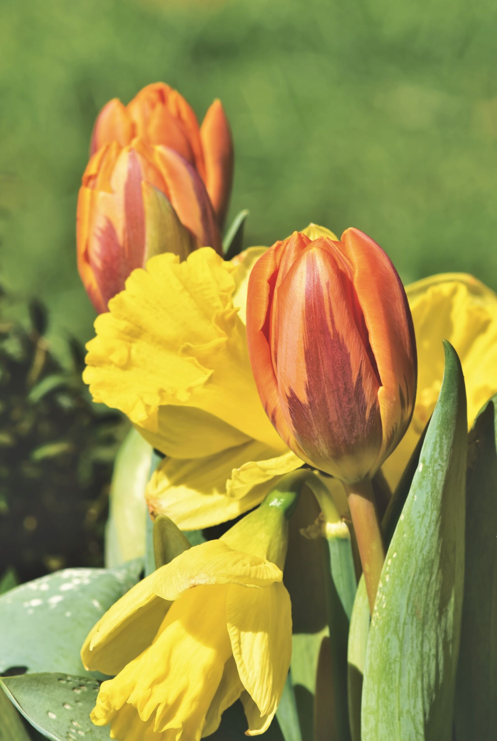 Nikon D7200 sample photo. Tulip, bouquet of flowers photography