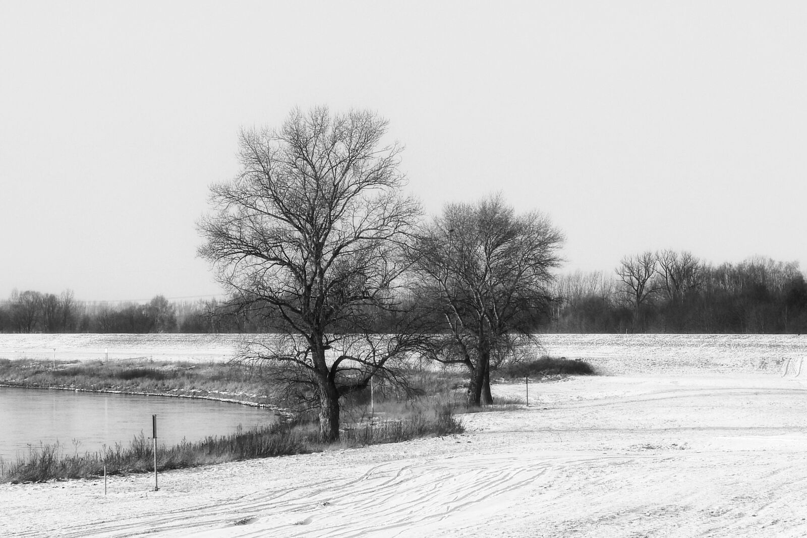 Nikon Coolpix P900 sample photo. Landscape, winter, trees photography