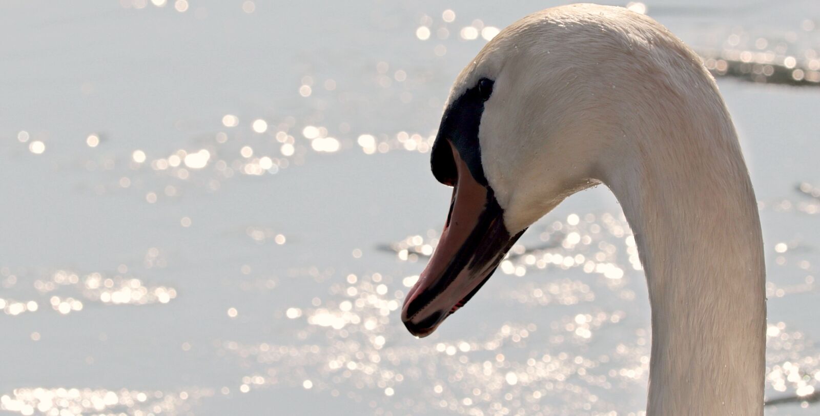 Canon EOS 80D sample photo. Nature, water, swan, bird photography