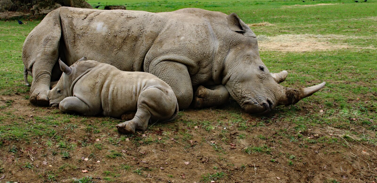 Canon EOS 760D (EOS Rebel T6s / EOS 8000D) sample photo. Mother and son rhino photography