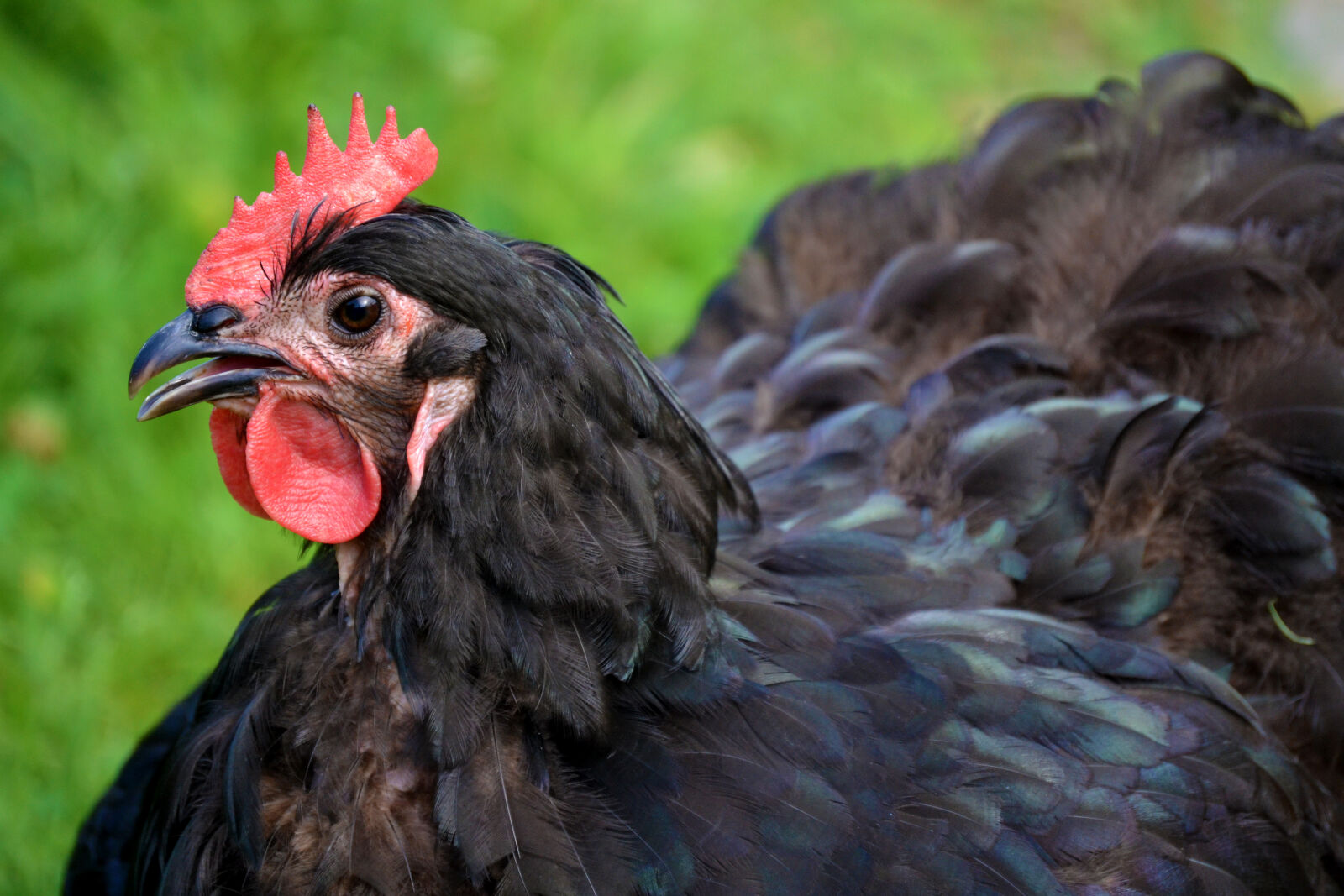 Nikon D3100 sample photo. Backyard, chickens, chicken, hen photography