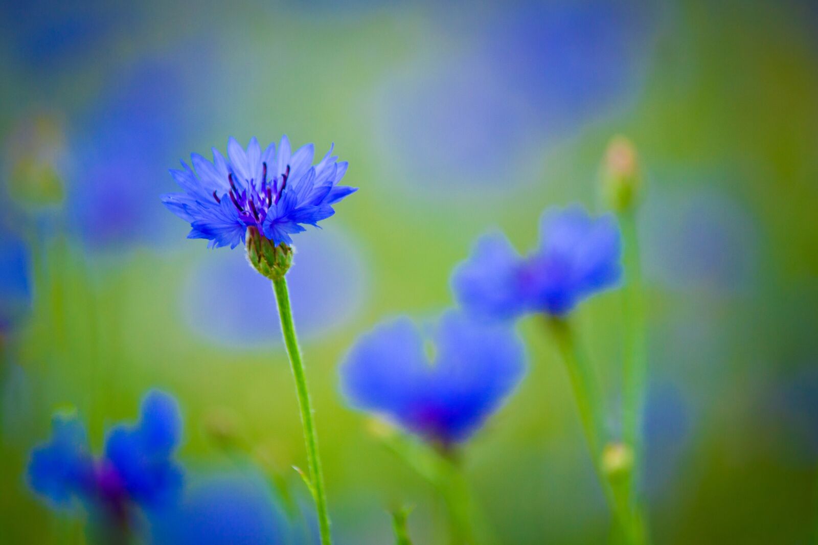 Canon EF-S 55-250mm F4-5.6 IS sample photo. Centaurea, blue flower, field photography