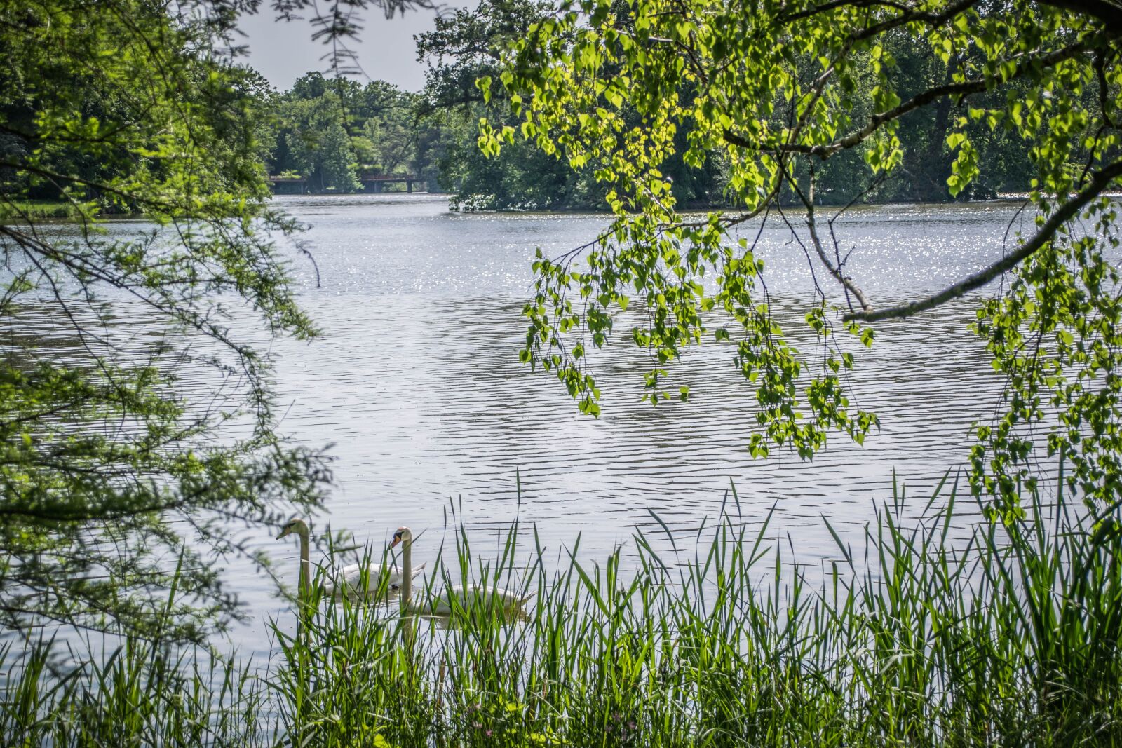 Nikon D5300 sample photo. Lake, water, nature photography