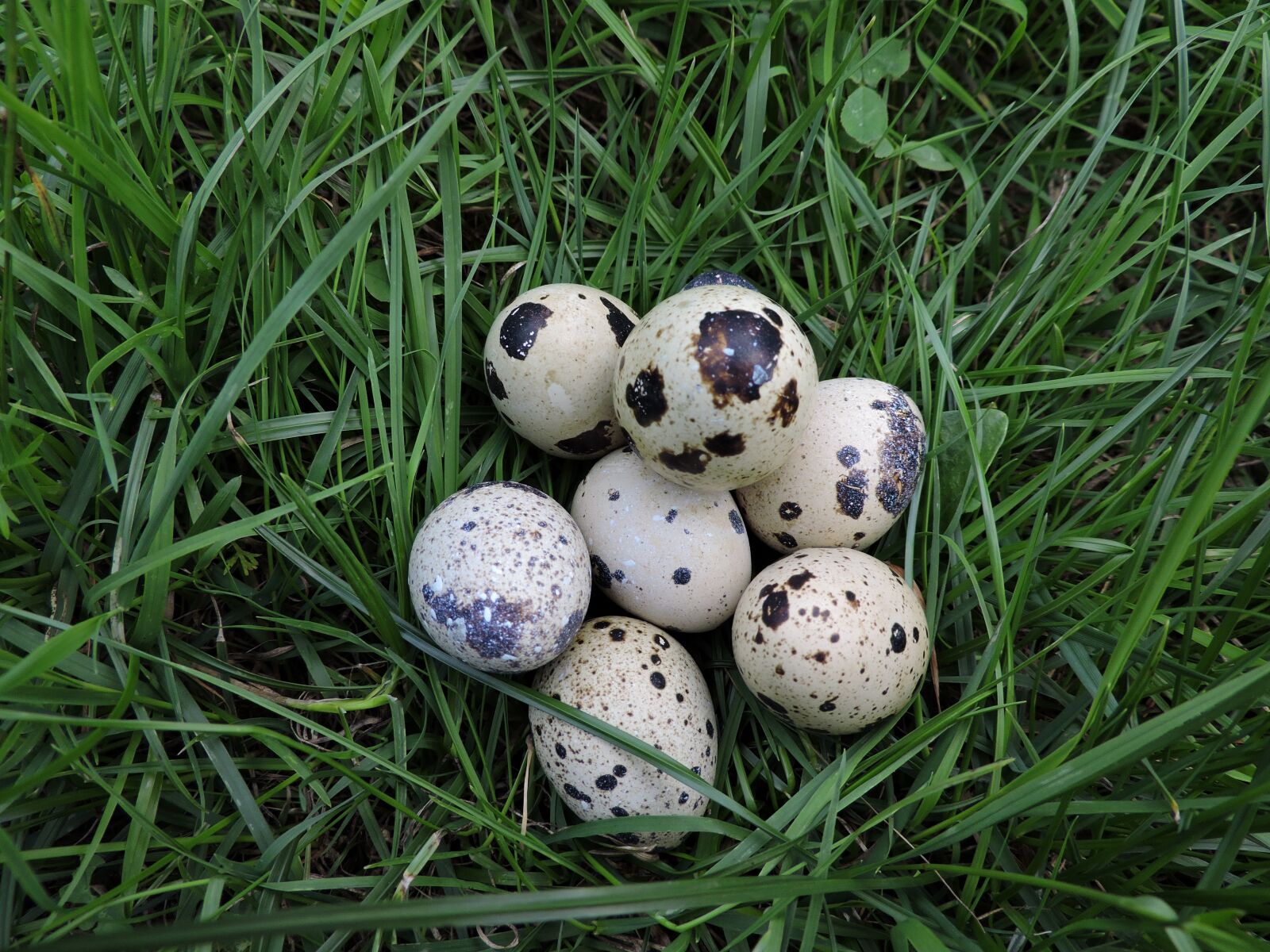 Nikon Coolpix P530 sample photo. Quail eggs, meadow, spotted photography