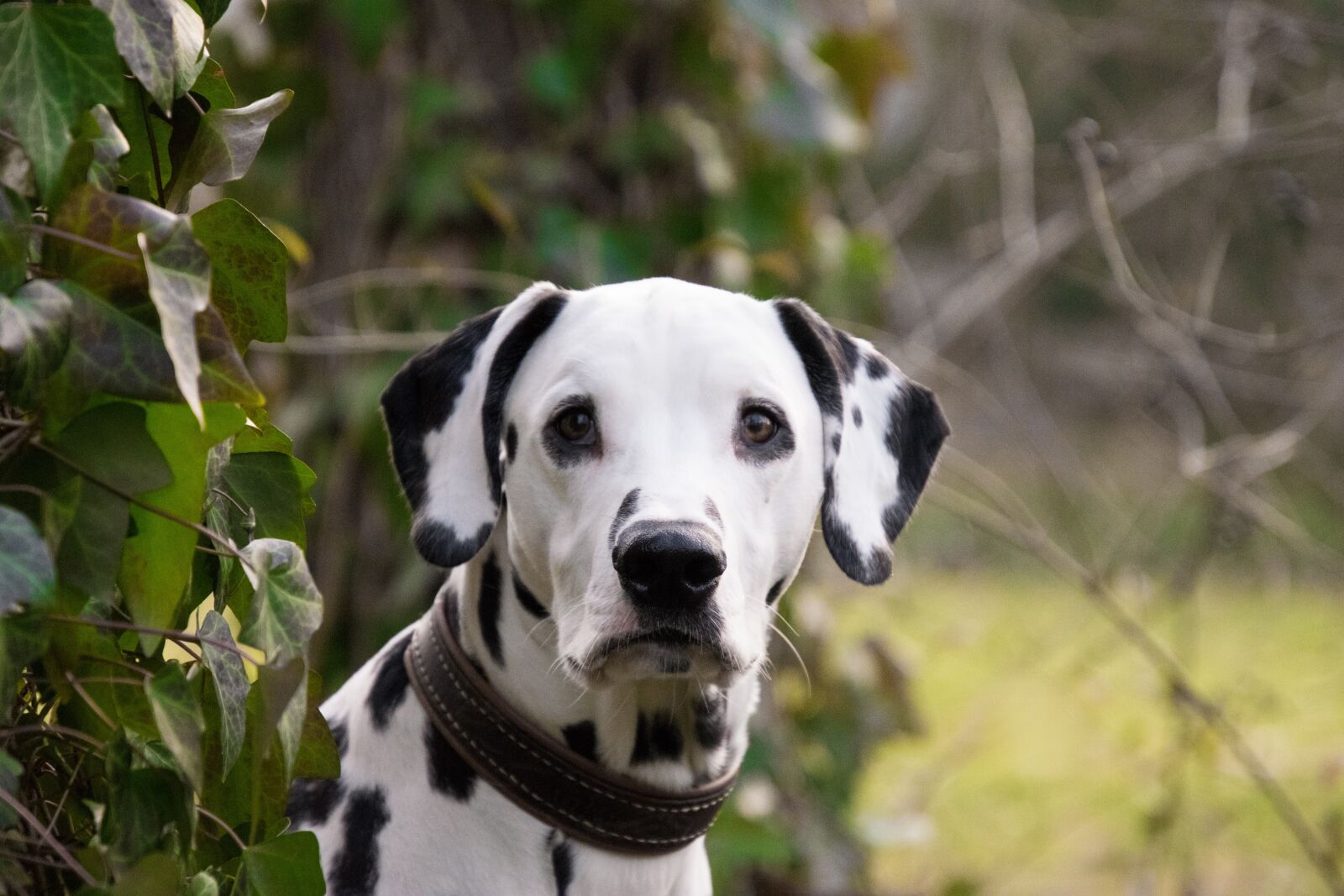 Nikon D3300 sample photo. Animal, mammal, dog photography