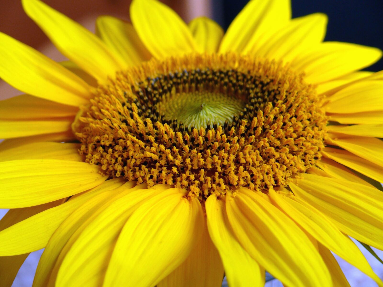 Panasonic DMC-FZ50 sample photo. Sunflower, flower, petal, pollen photography