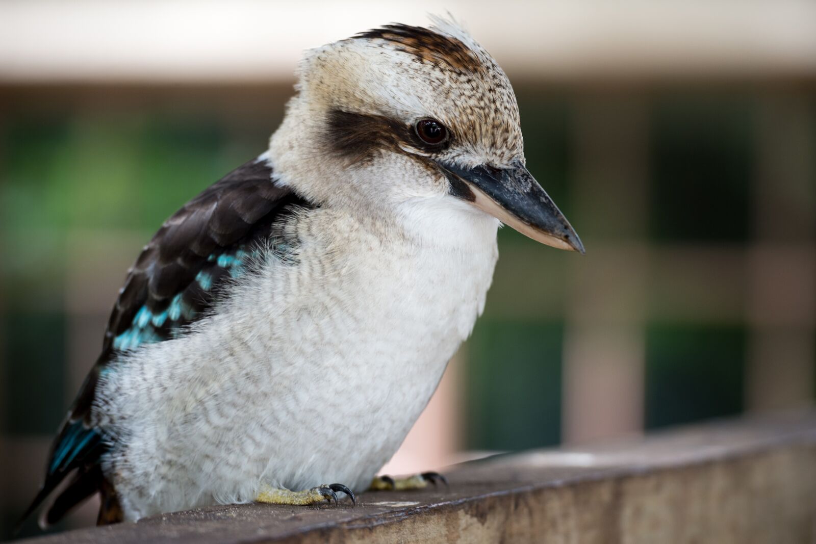 Nikon Df sample photo. Kookaburra, bird, australia photography