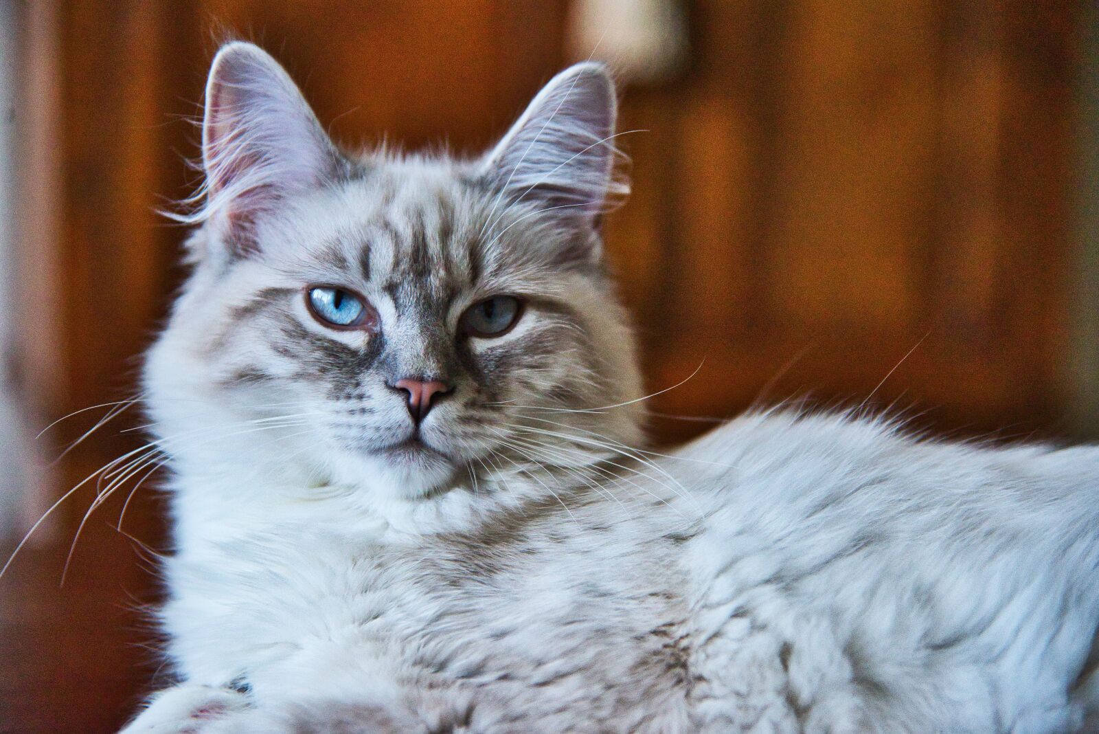 Nikon D610 sample photo. Cat, pet, animal photography