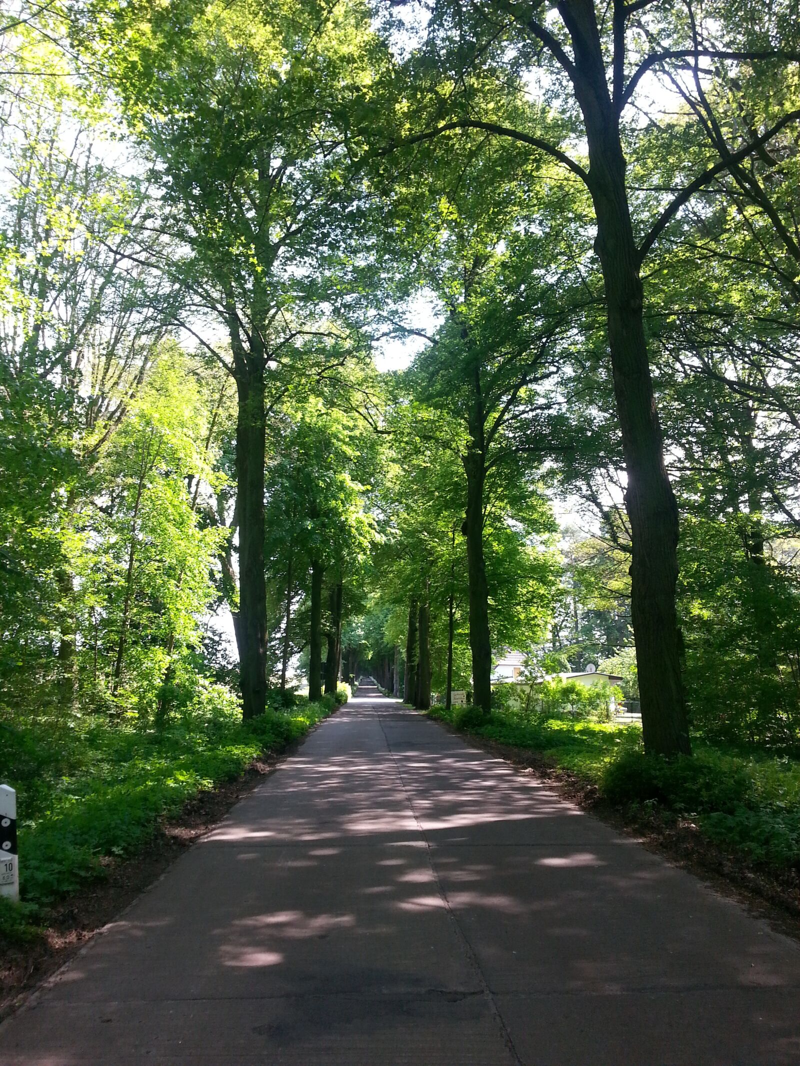 Samsung Galaxy S3 sample photo. Avenue, trees, away photography