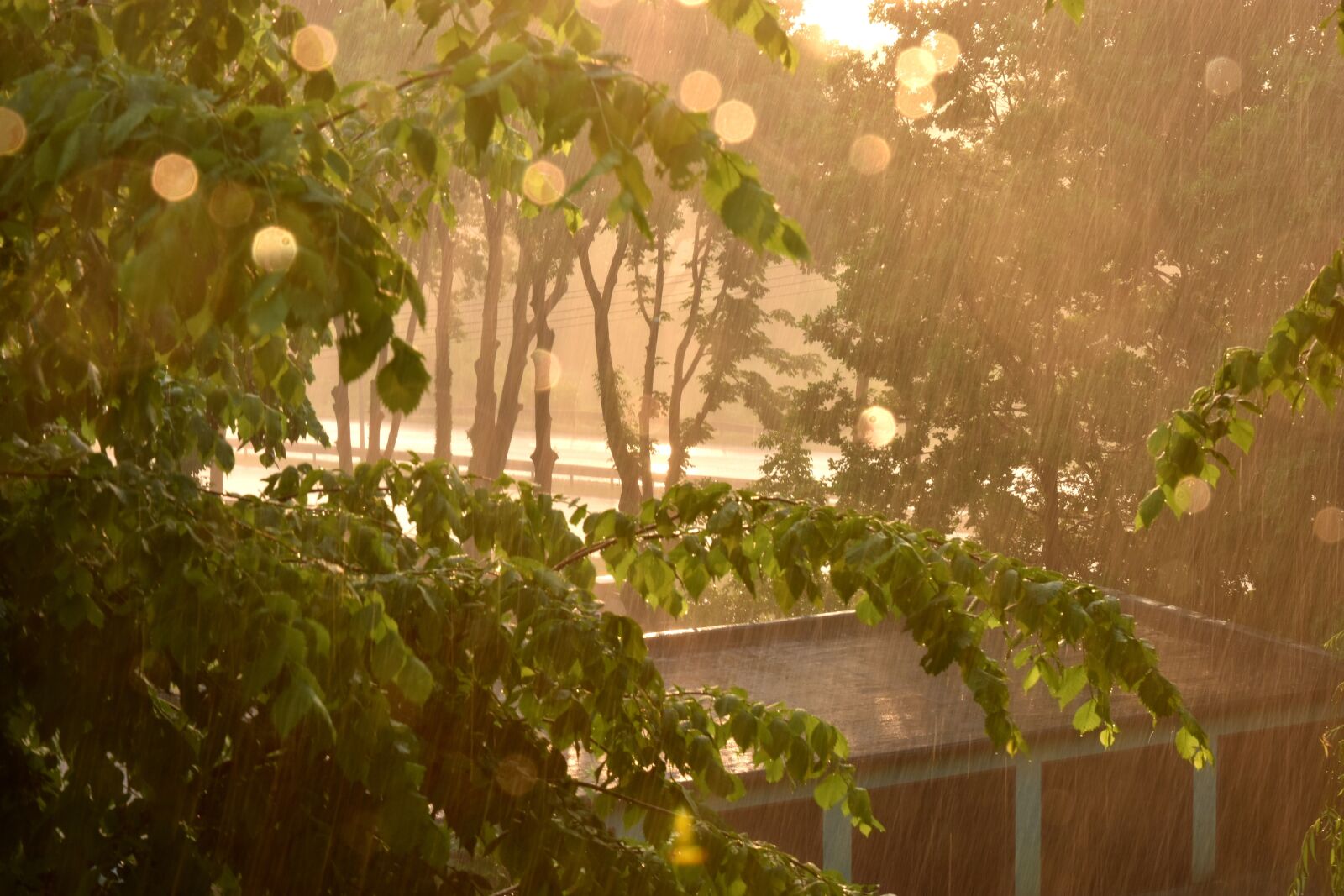 Nikon D7200 sample photo. Morning, rain, in the photography