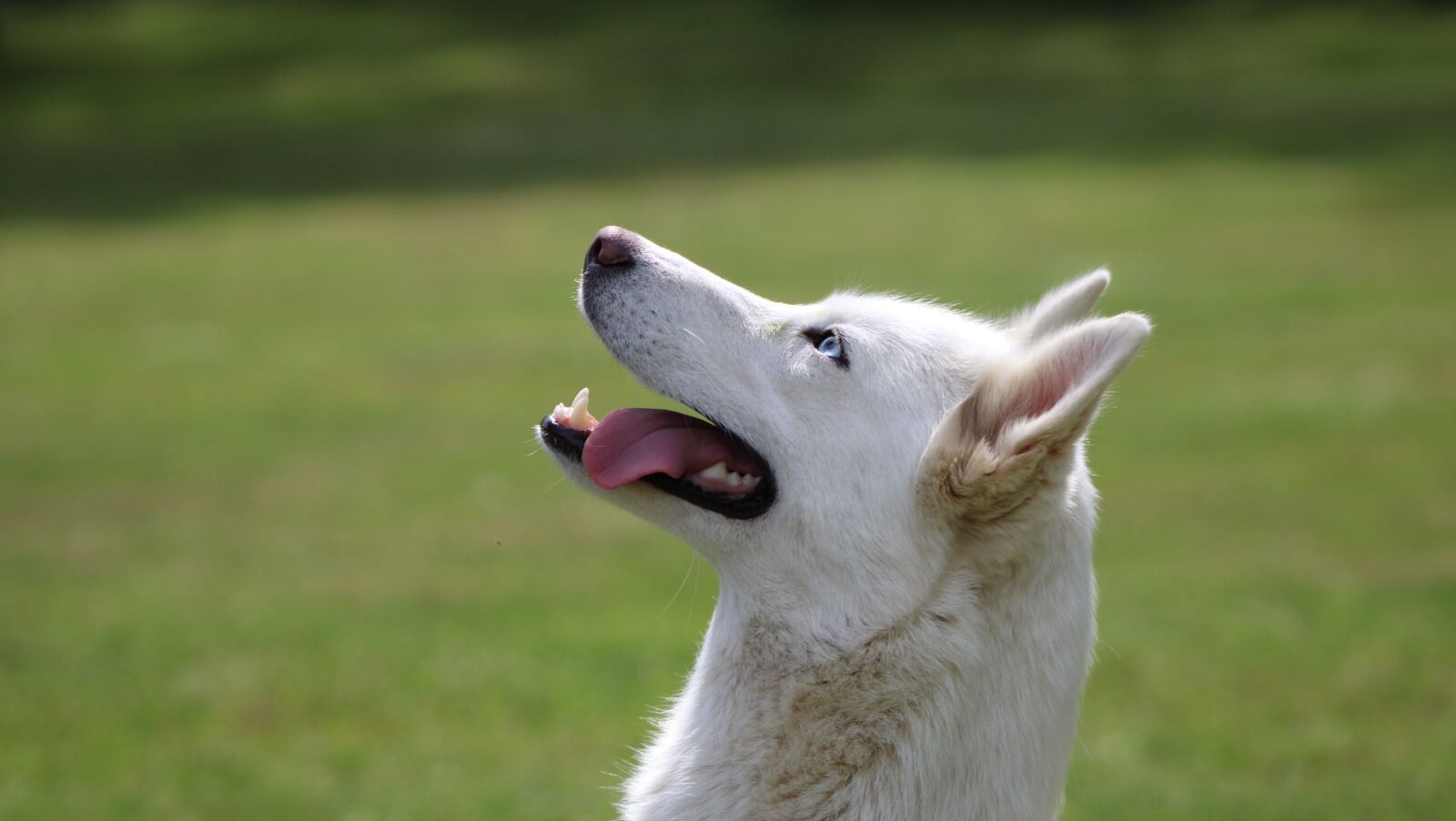 Canon EOS 2000D (EOS Rebel T7 / EOS Kiss X90 / EOS 1500D) sample photo. Husky, dog, pet photography