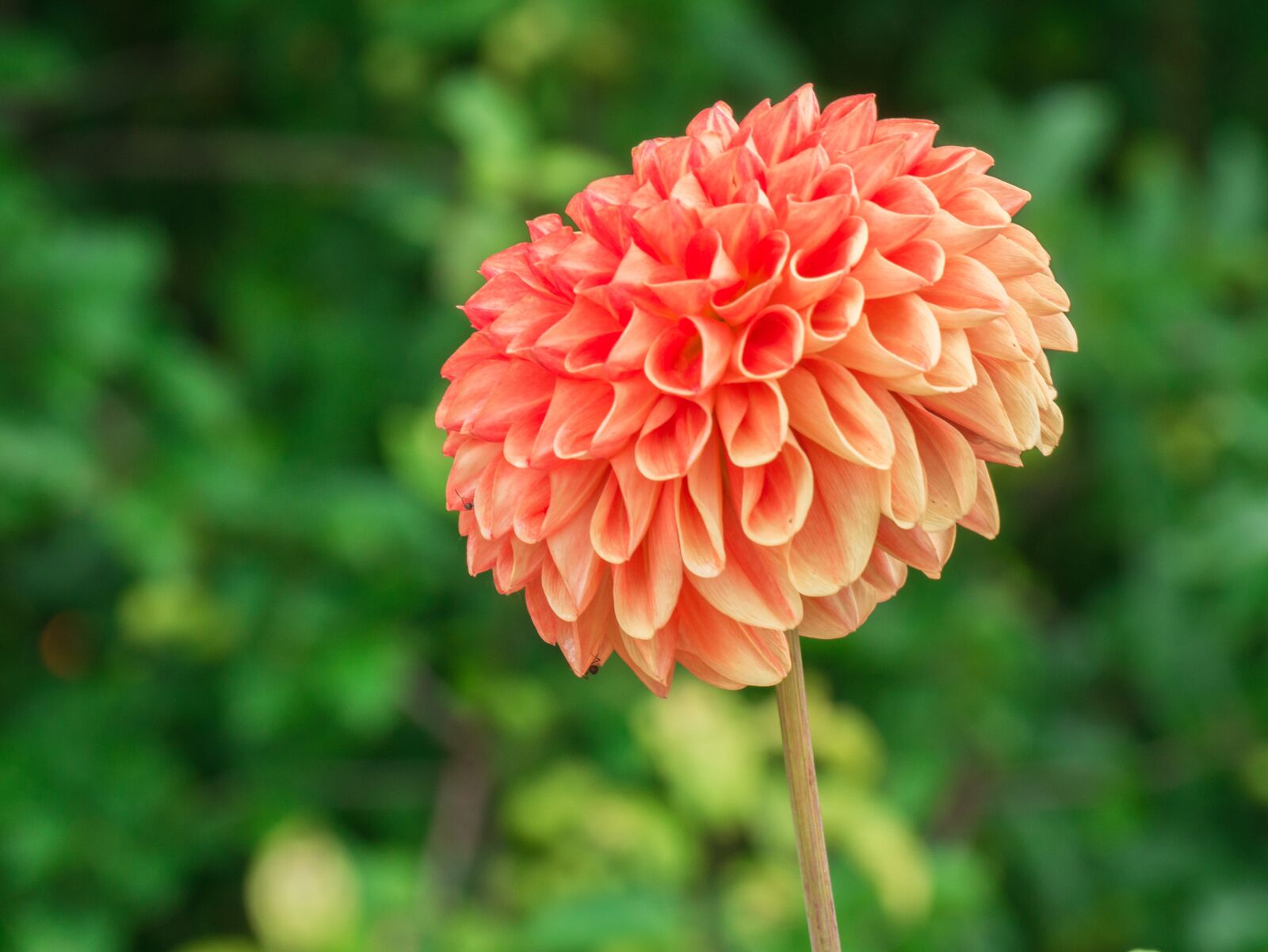 Panasonic DMC-G81 sample photo. Flower, dahlia, petals photography