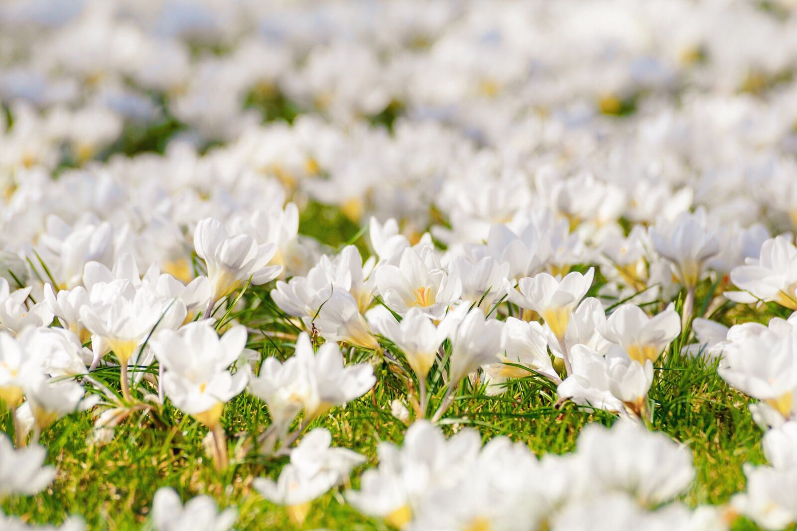 Sony DT 55-300mm F4.5-5.6 SAM sample photo. Crocus, flower meadow, white photography