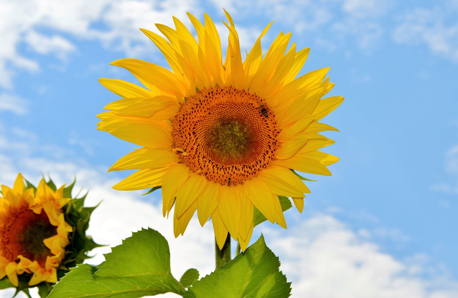Nikon D3200 sample photo. Sunflower, flower, bees photography