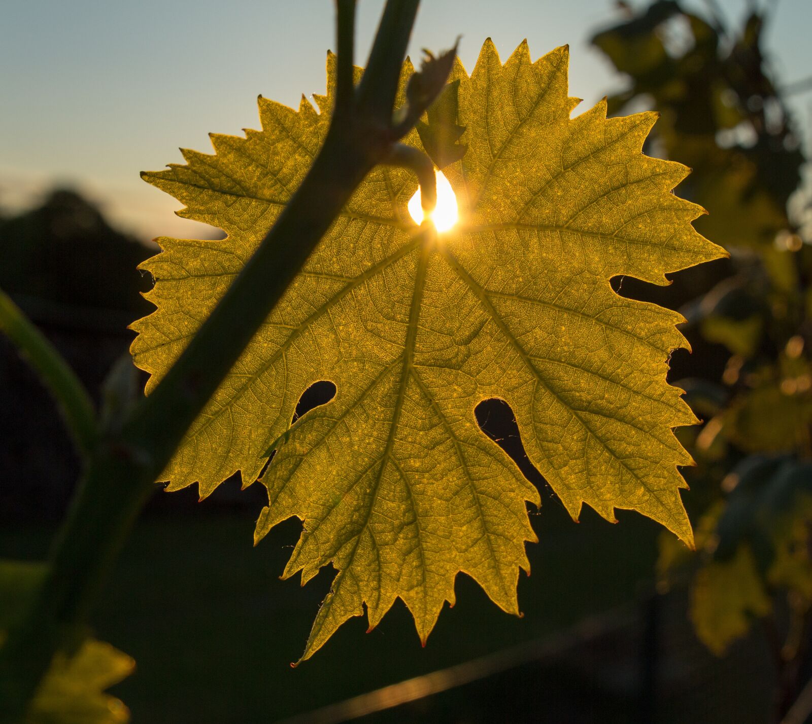 Canon EOS 60D sample photo. Wine, wine leaf, sun photography
