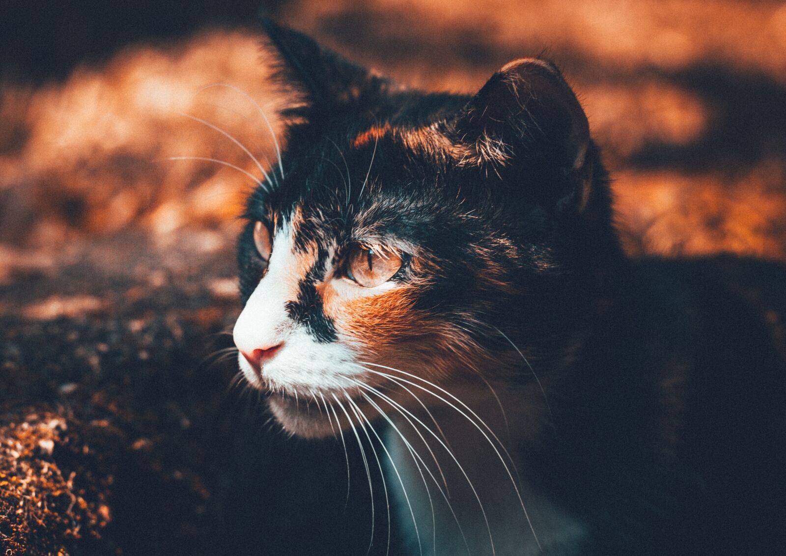 Canon EOS 7D + Canon EF 50mm F1.8 II sample photo. Animal, blur, cat photography