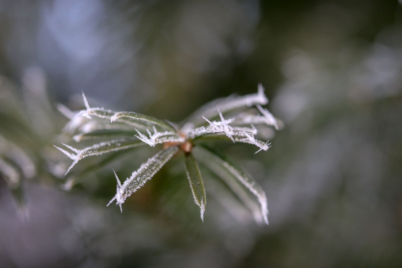 Canon EF-S 60mm F2.8 Macro USM sample photo. Pine needles, frost, eiskristalle photography