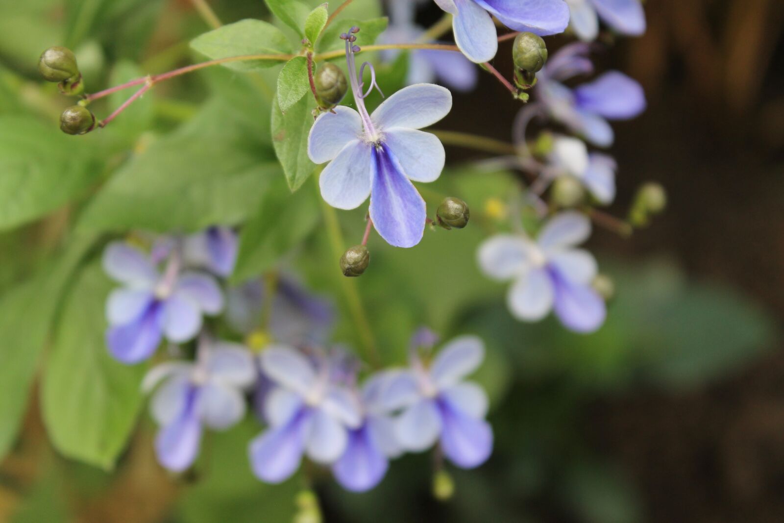 Canon EOS 1100D (EOS Rebel T3 / EOS Kiss X50) sample photo. Flower, nature, purple photography