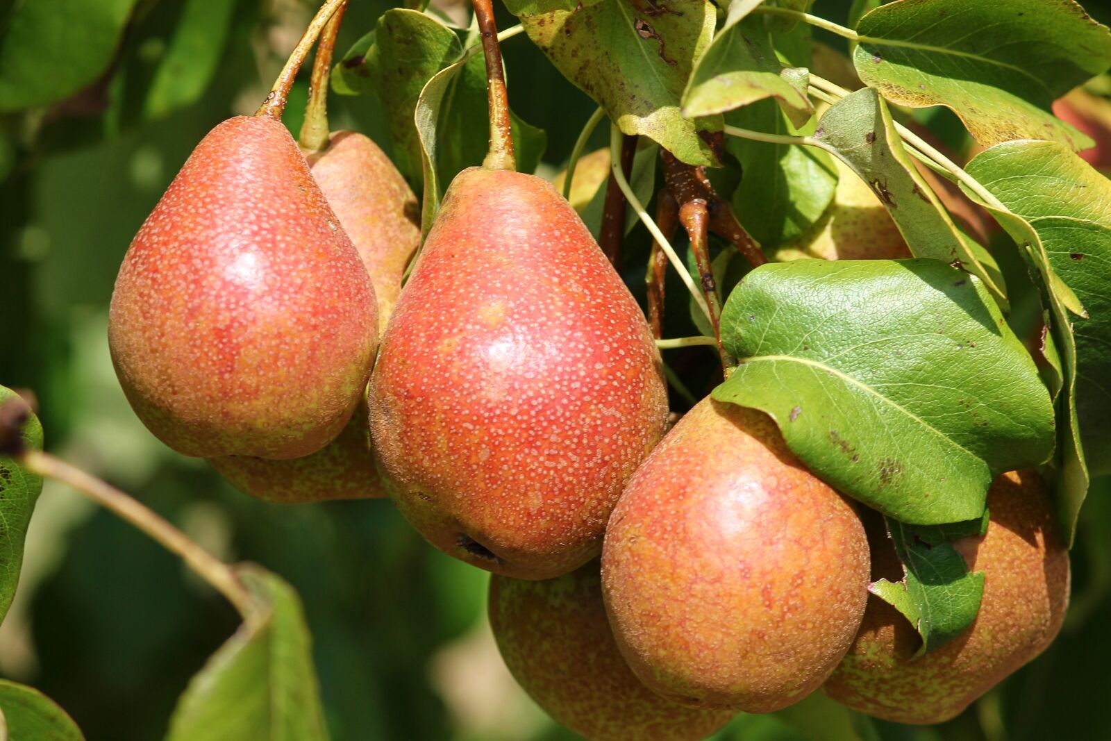 Canon EOS 1100D (EOS Rebel T3 / EOS Kiss X50) sample photo. Pears, fruit, pyrus photography