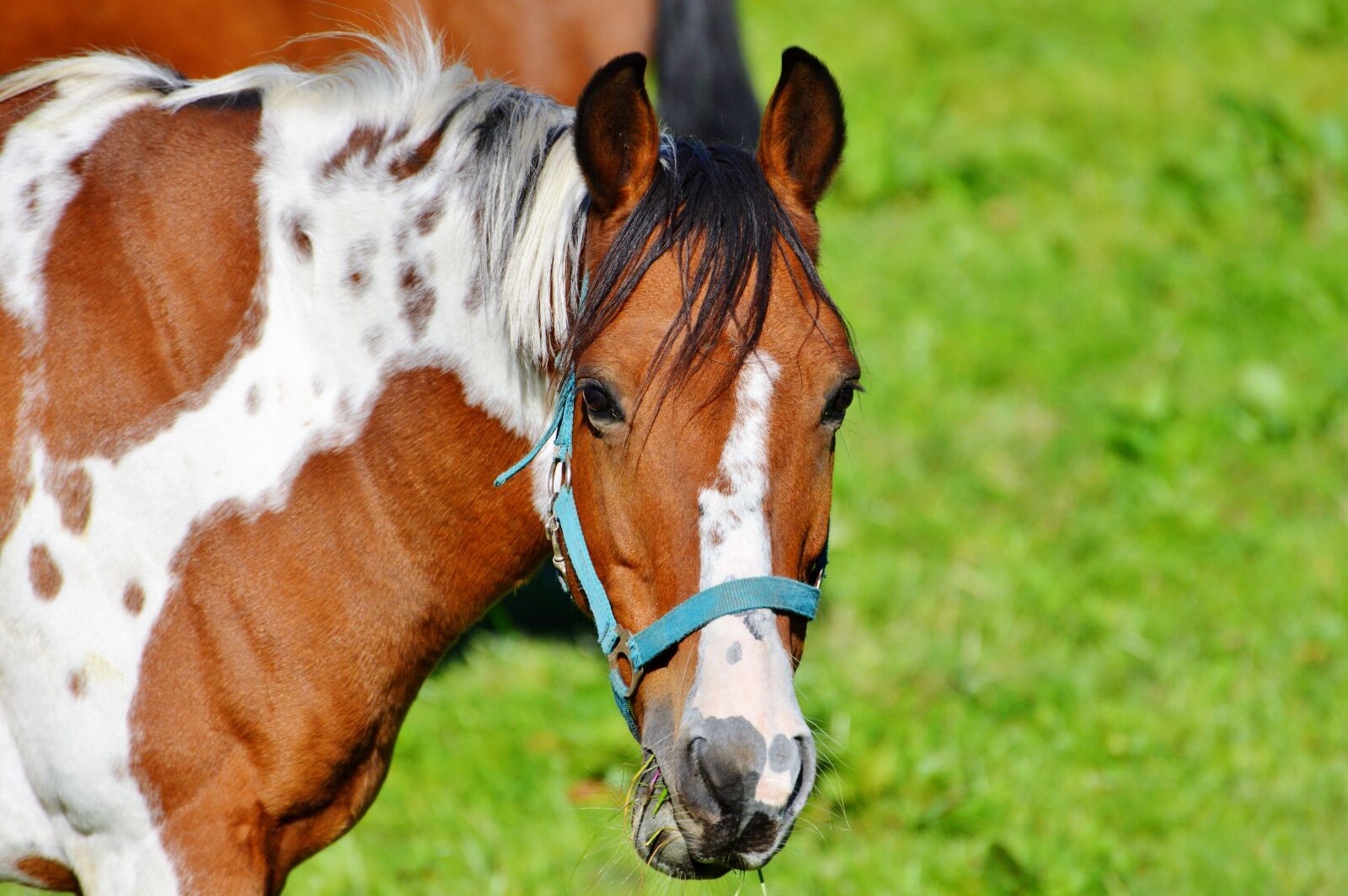 Nikon D3200 sample photo. Horse, ride, reiter photography