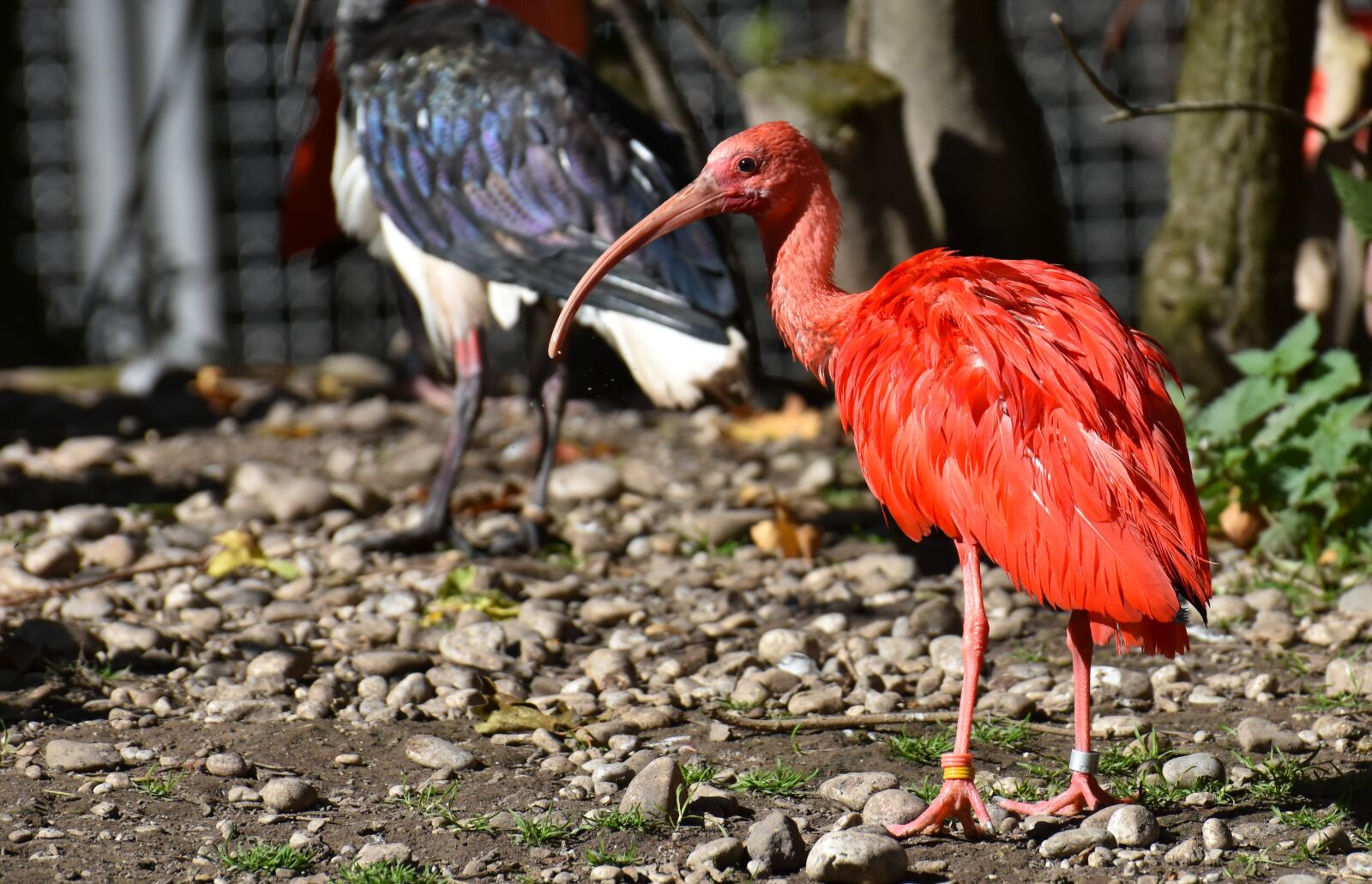 Nikon D7200 sample photo. Ibis, eudocimus ruber, scarlet photography