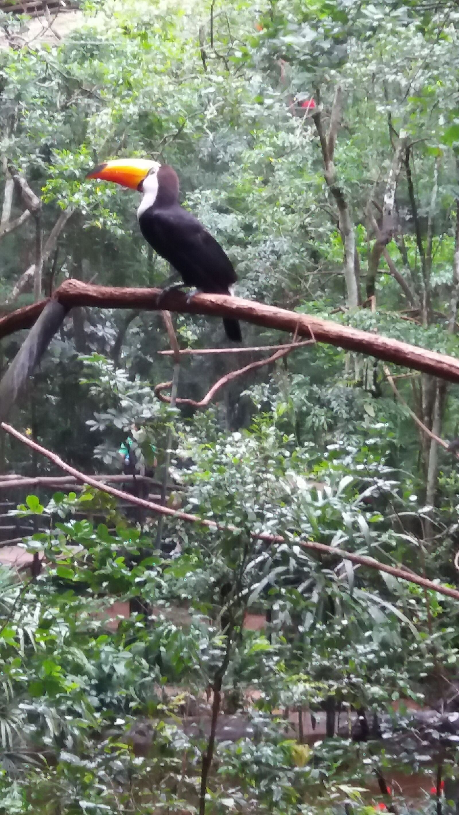 Samsung Galaxy J5 Prime sample photo. Tucano, pássaro, aves photography