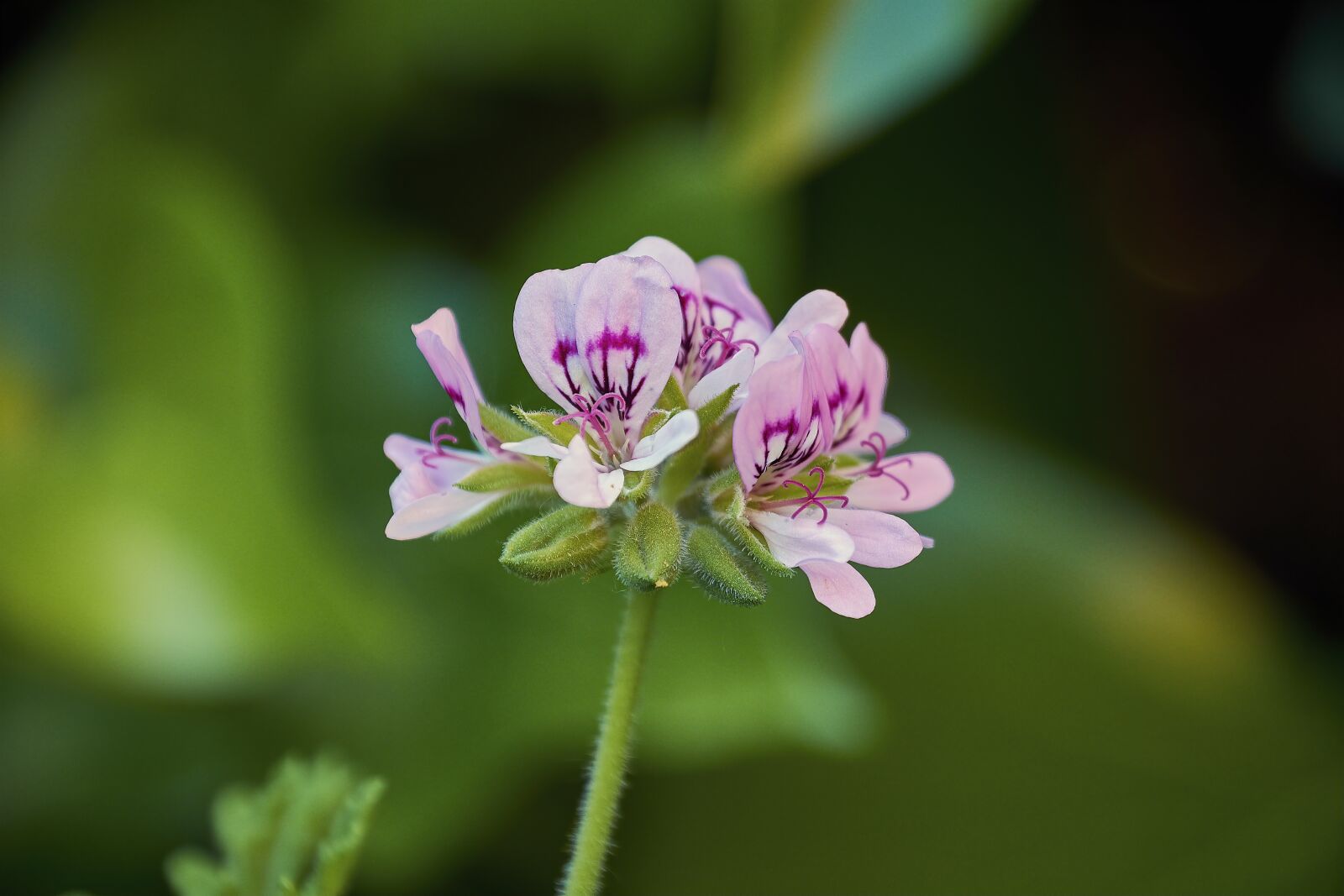 Nikon D7200 sample photo. Geranium lemon, flowering, petals photography